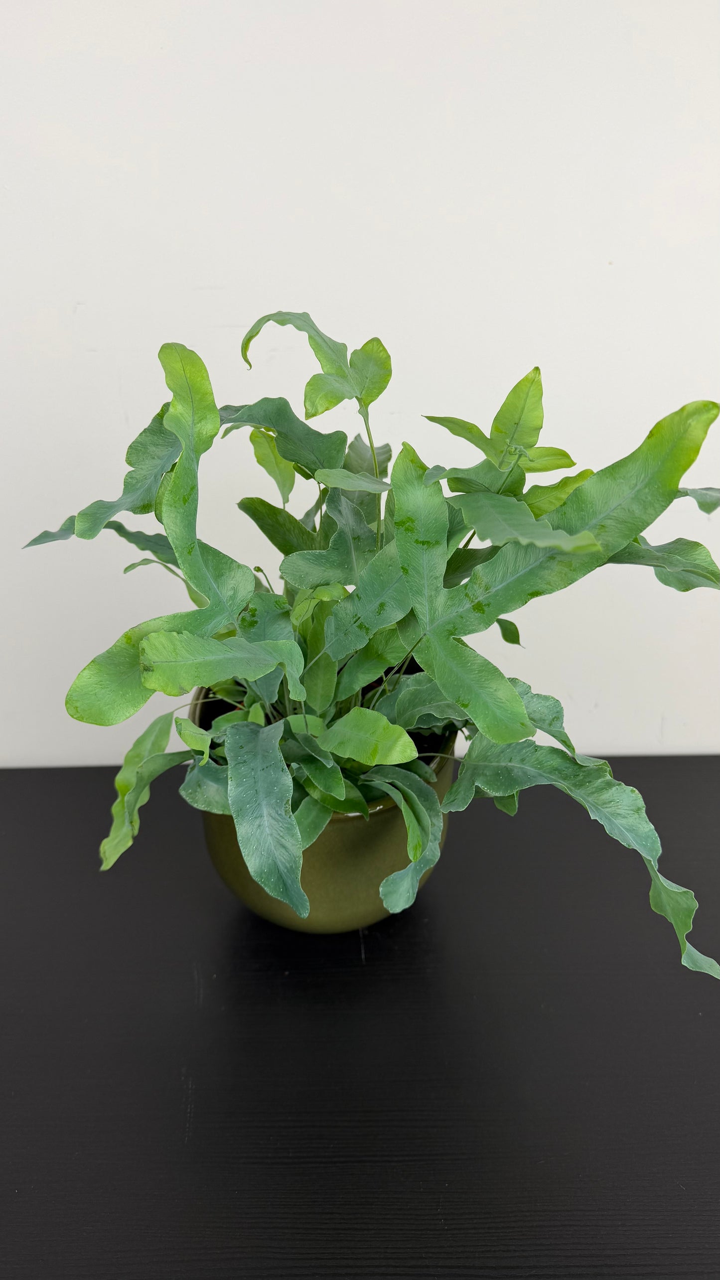 Fern 1