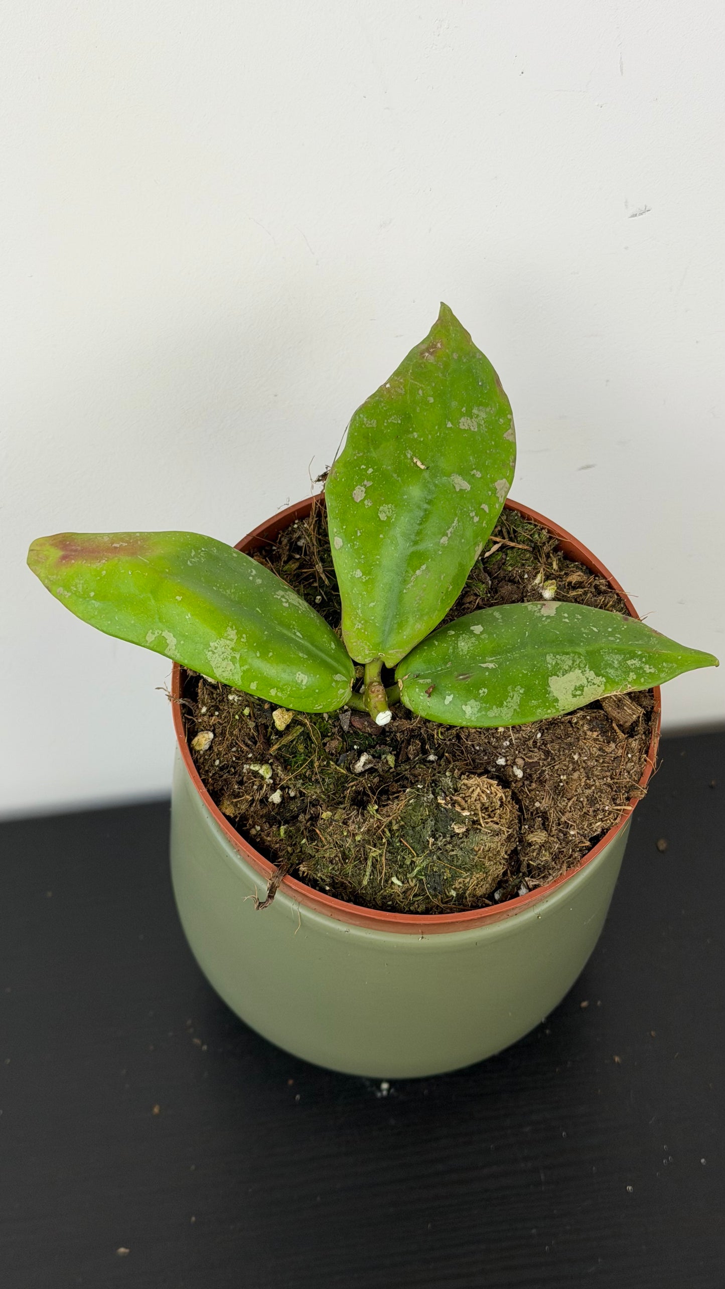 Hoya mitrata Splash