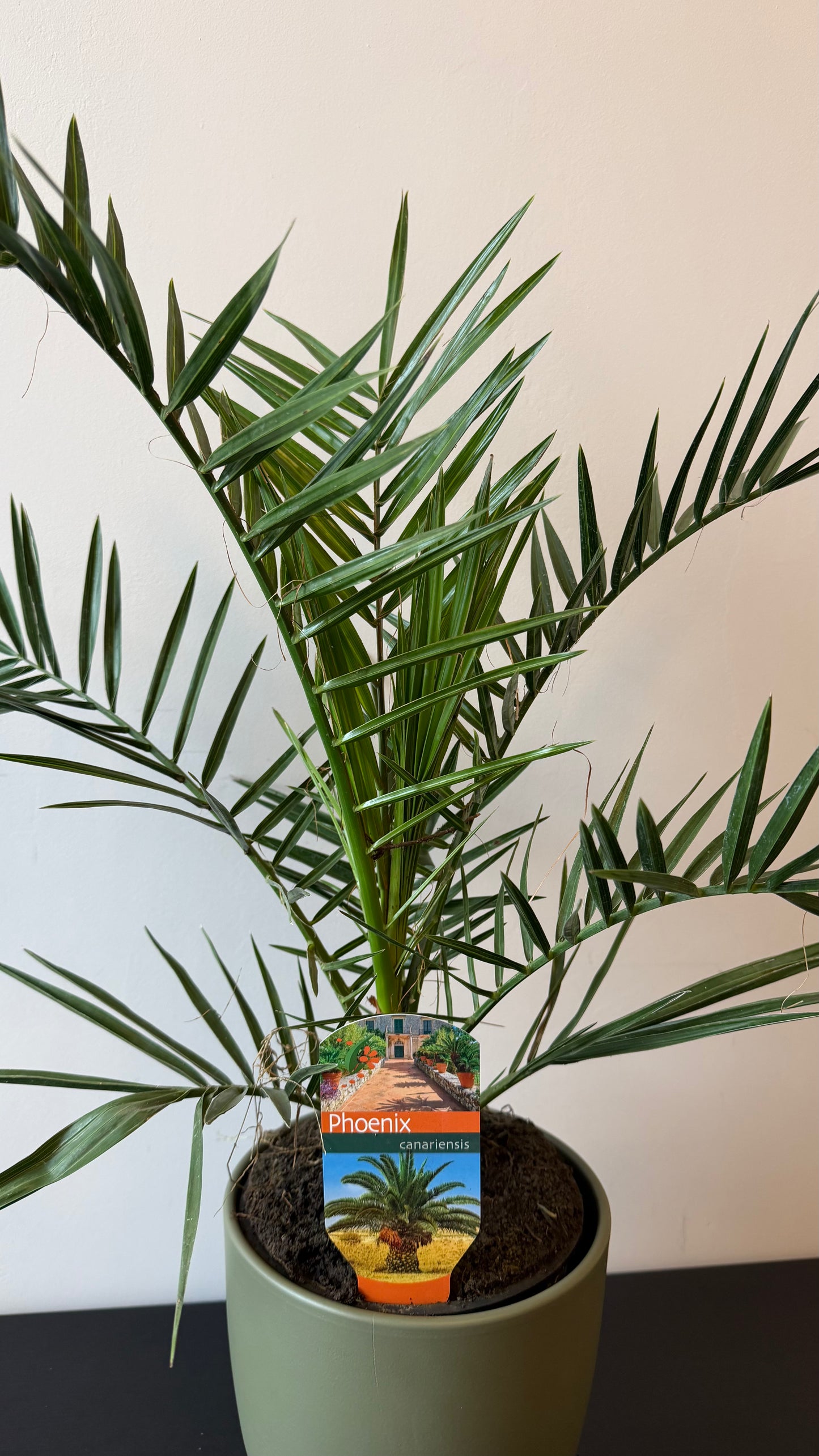 Phoenix Canariensis