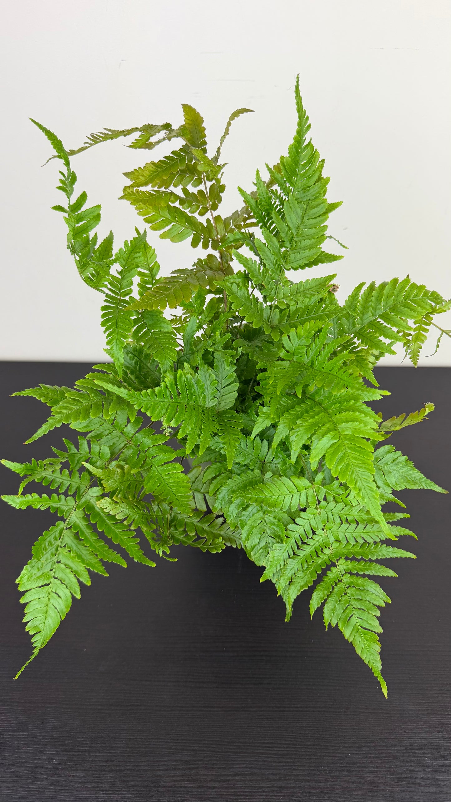 Dryopteris Erythrosora