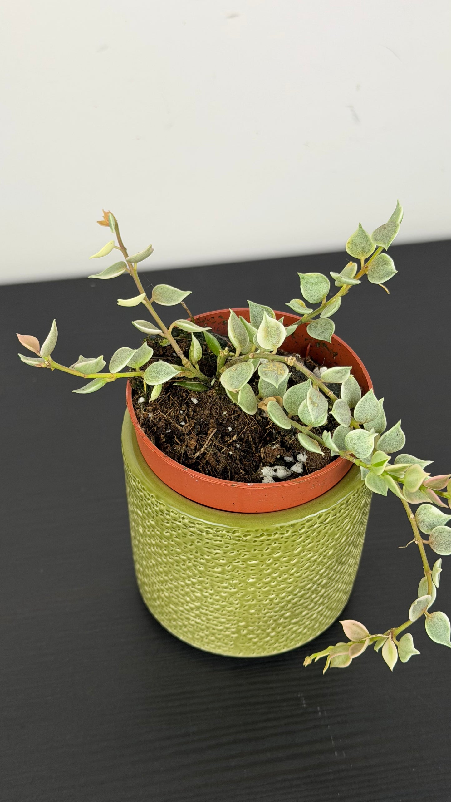 Dischidia ruscifolia Variegata