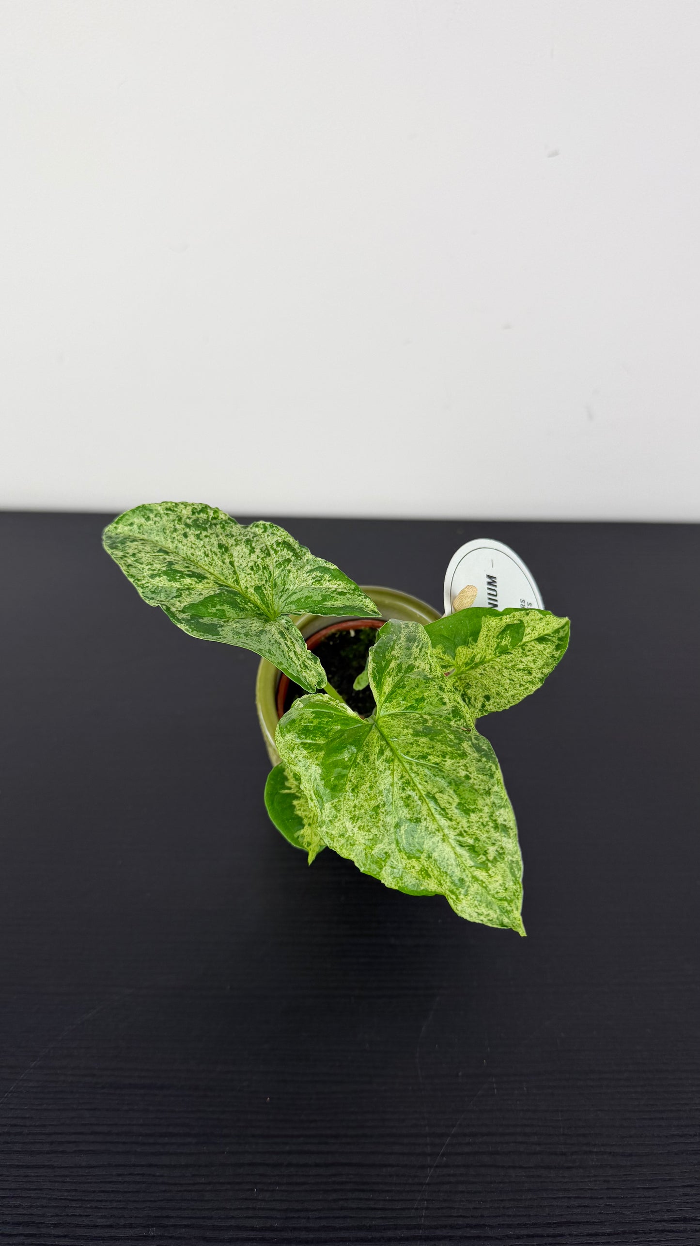 Syngonium Mottled