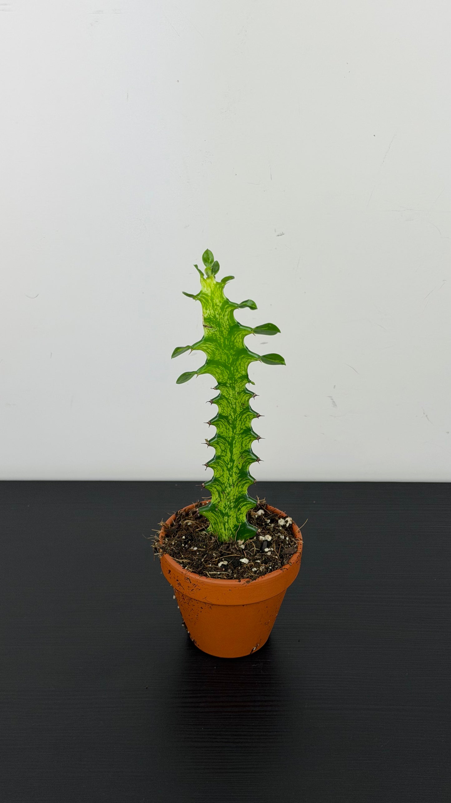Euphorbia lactea Variegata