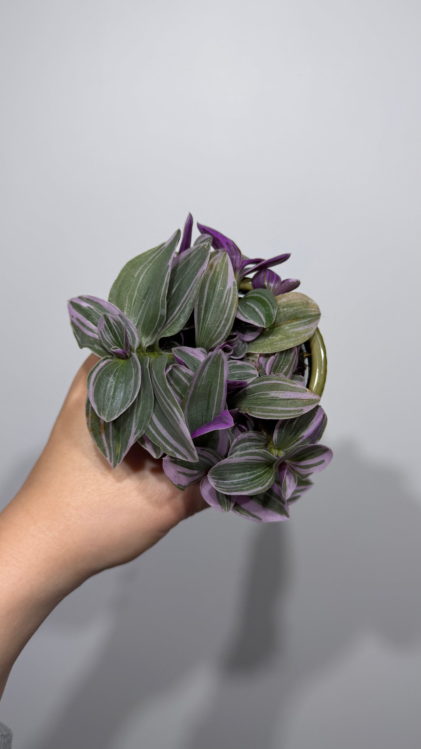 Tradescantia Sweetness