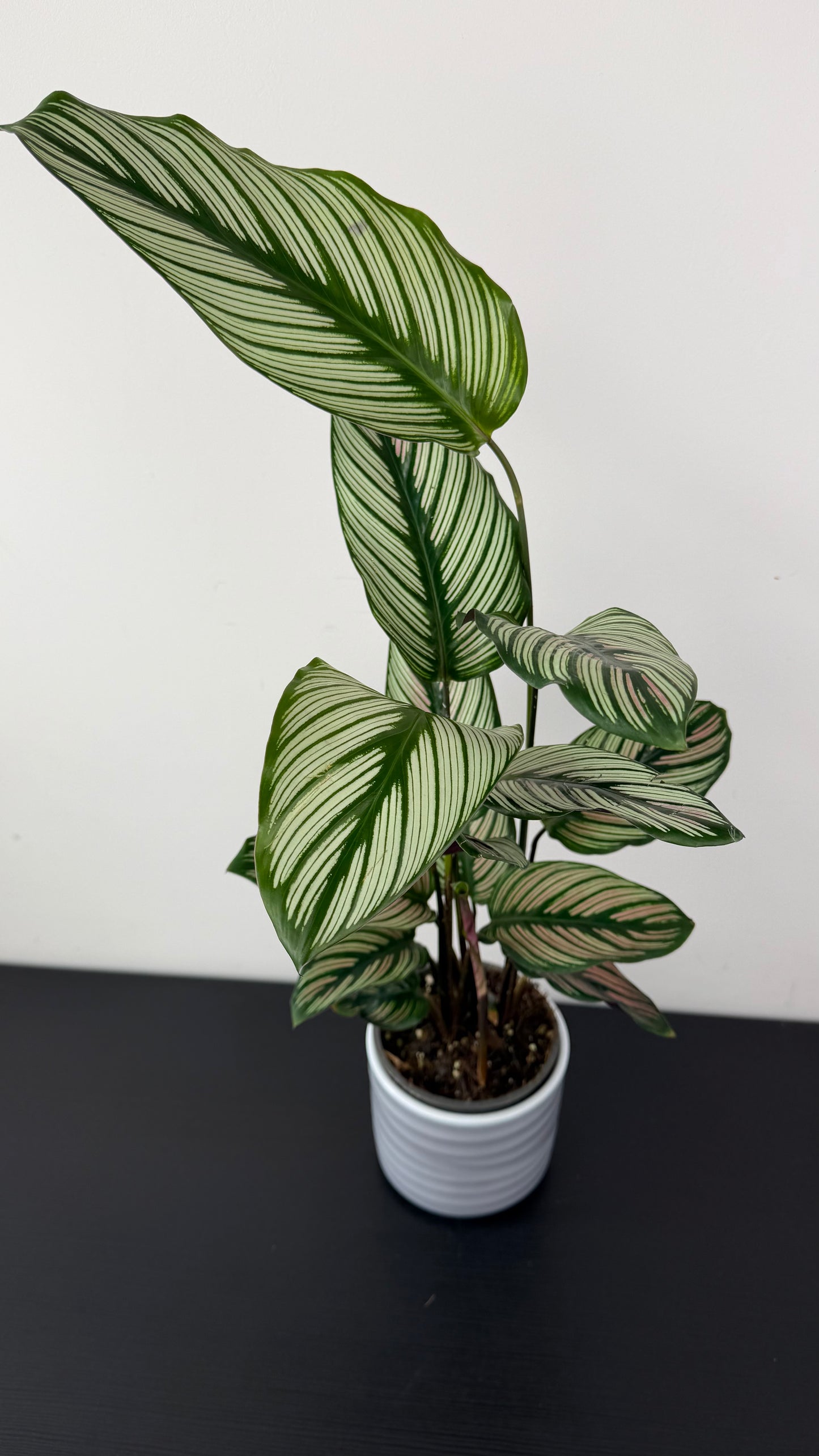 Calathea Majestica White Star