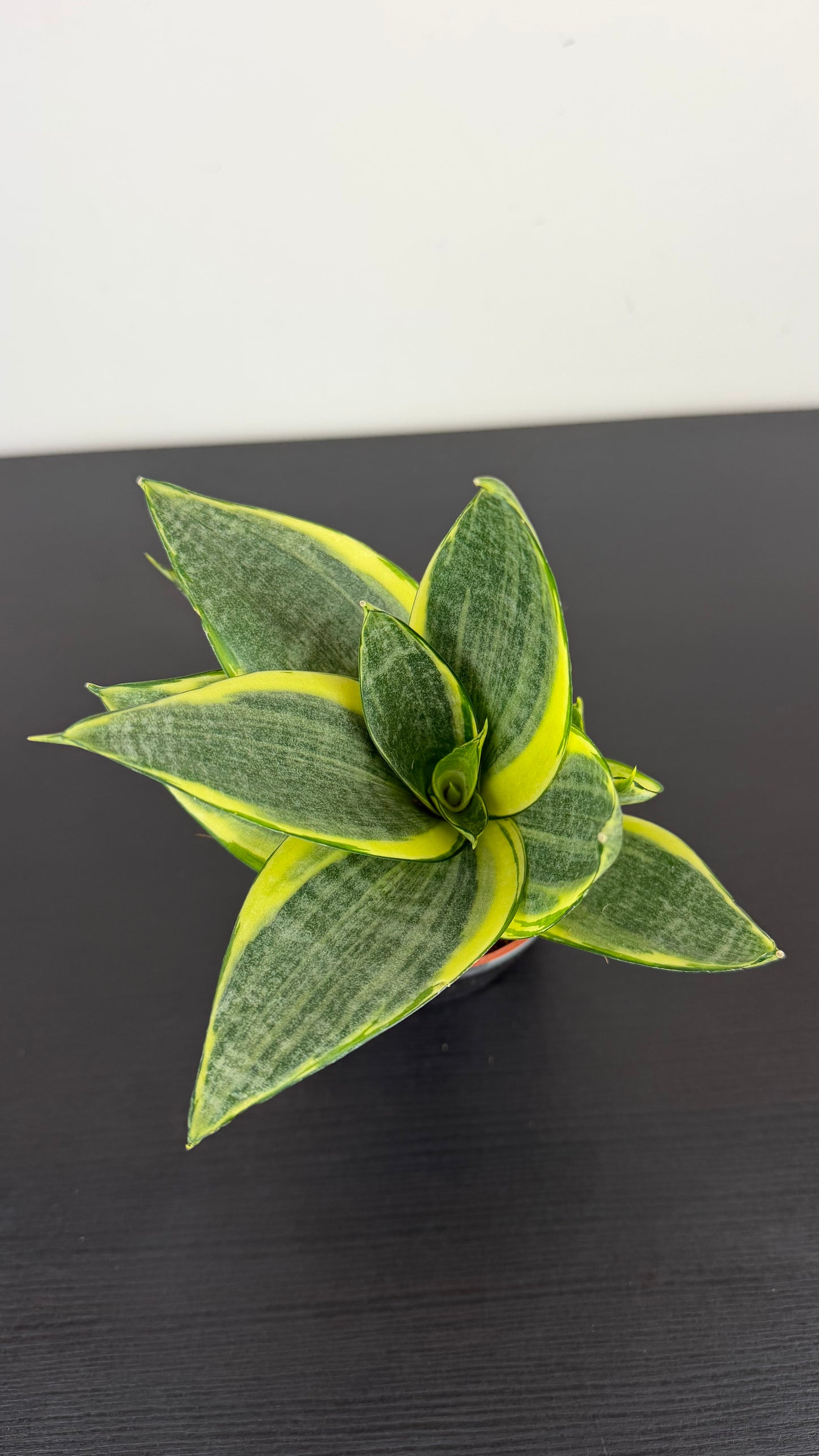 Sansevieria Golden Hahnii
