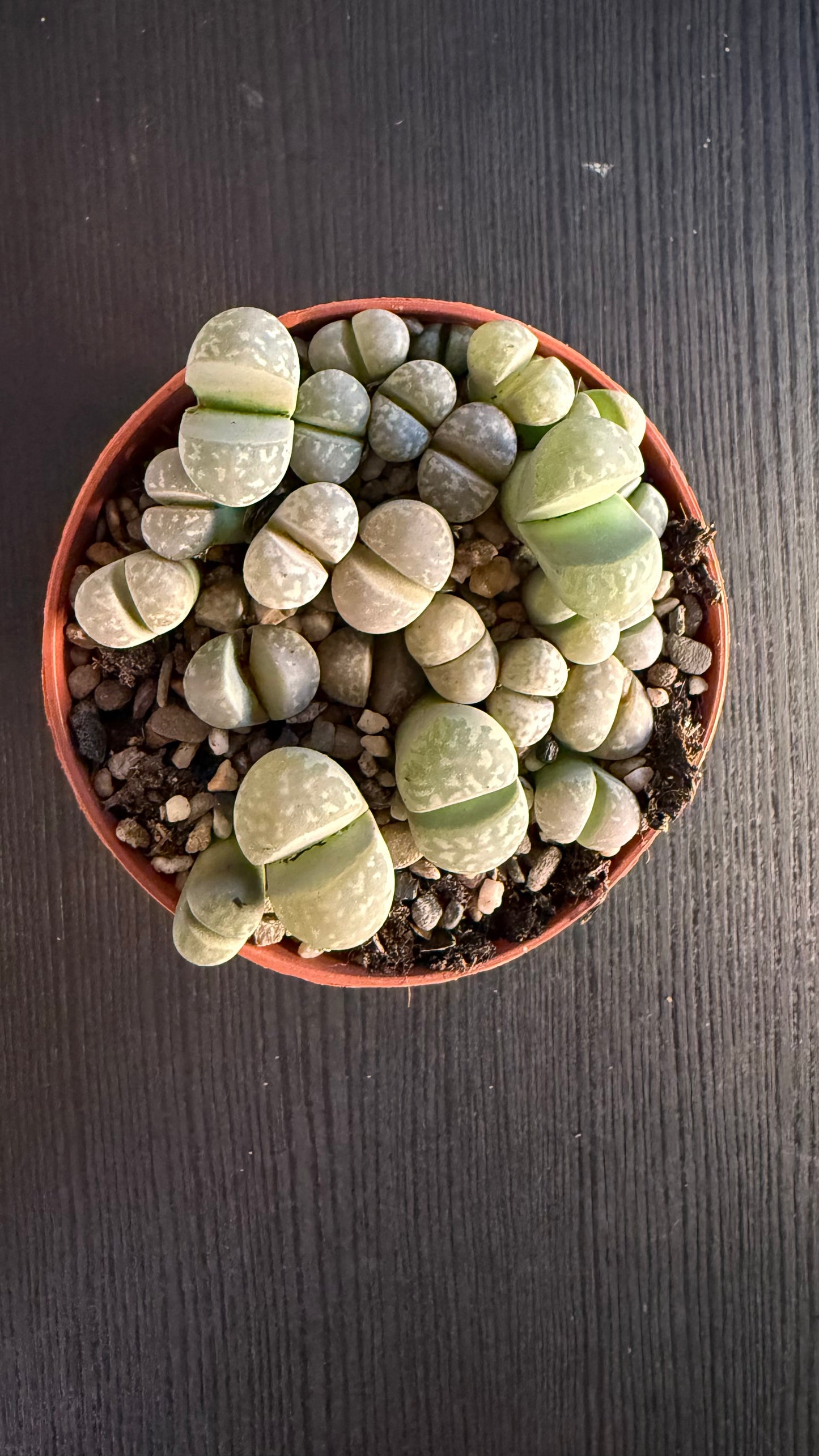 Lithops 5