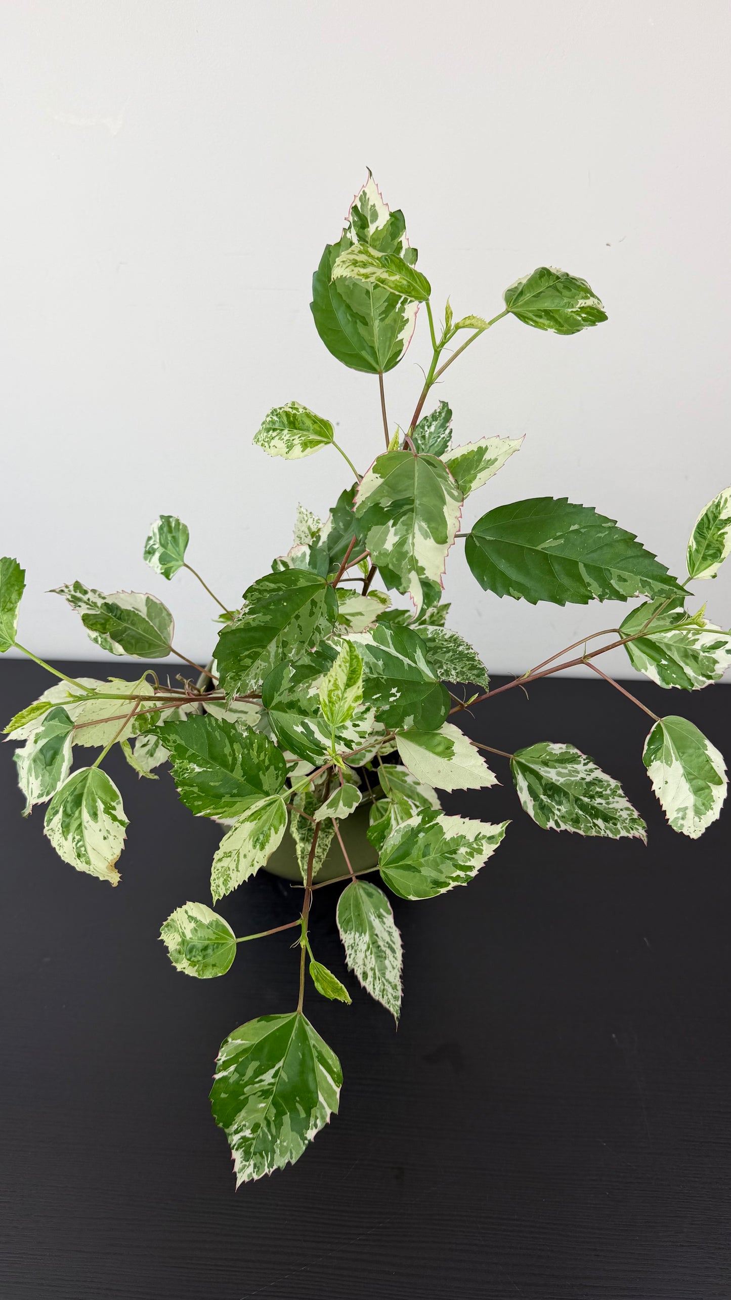 Hibiscus rosa-sinensis 'Variegata'