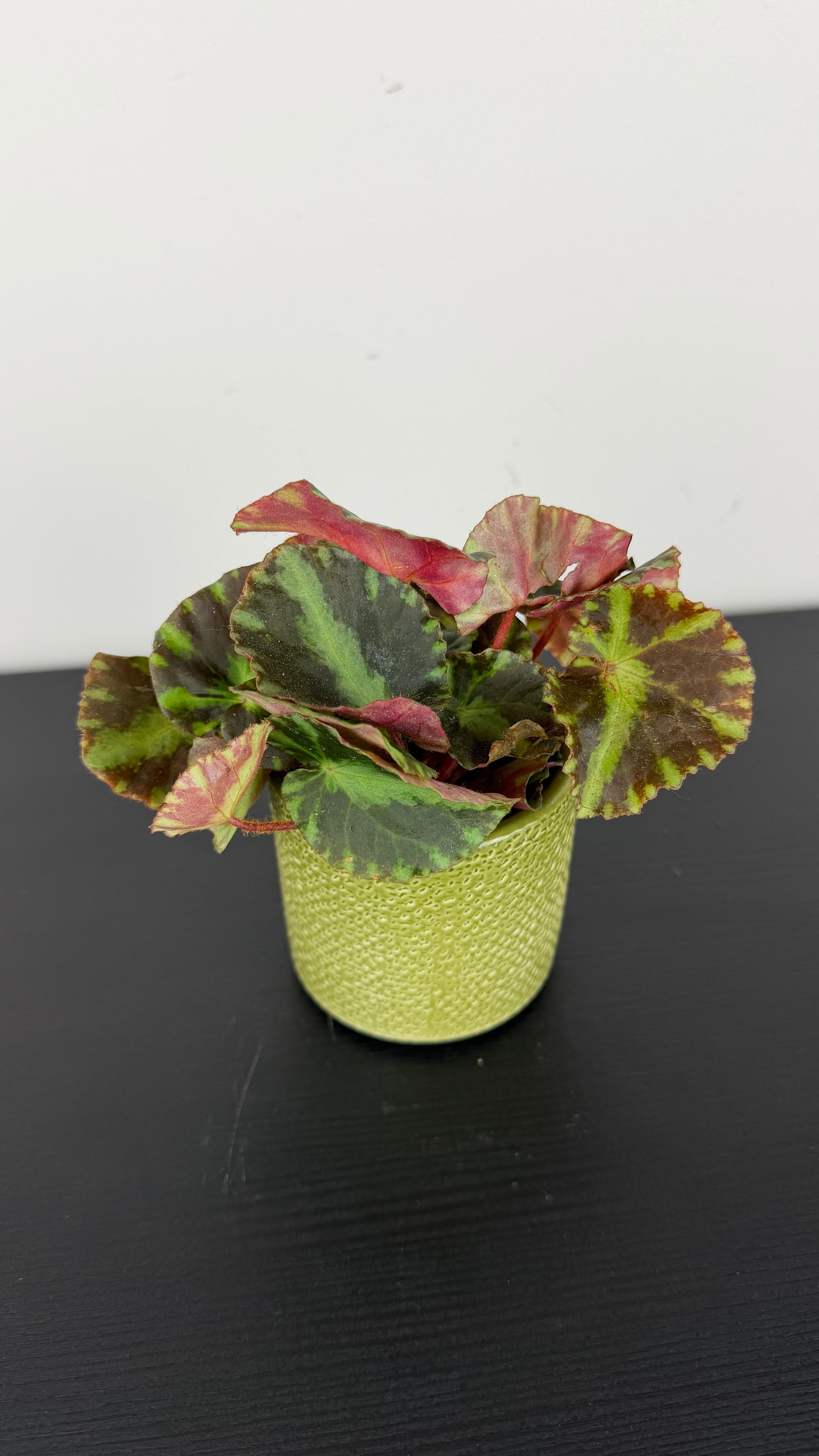 Begonia Gironella