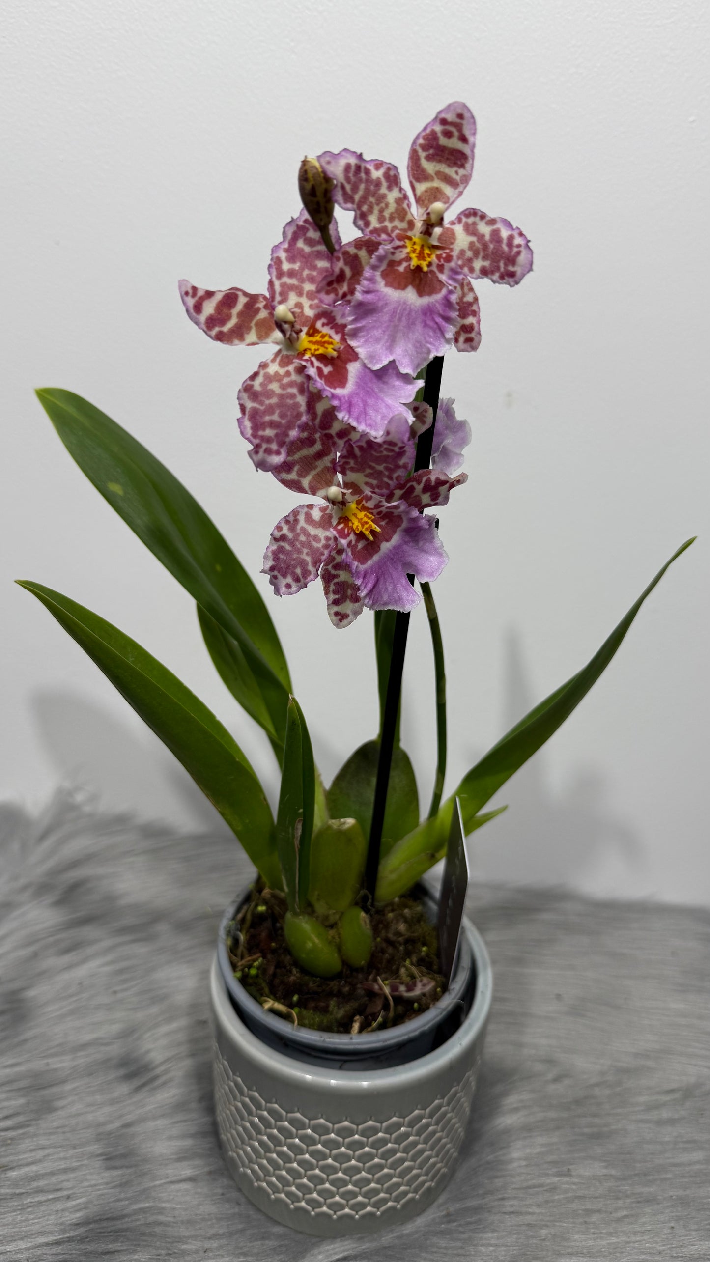 Orhideja Cambria 1