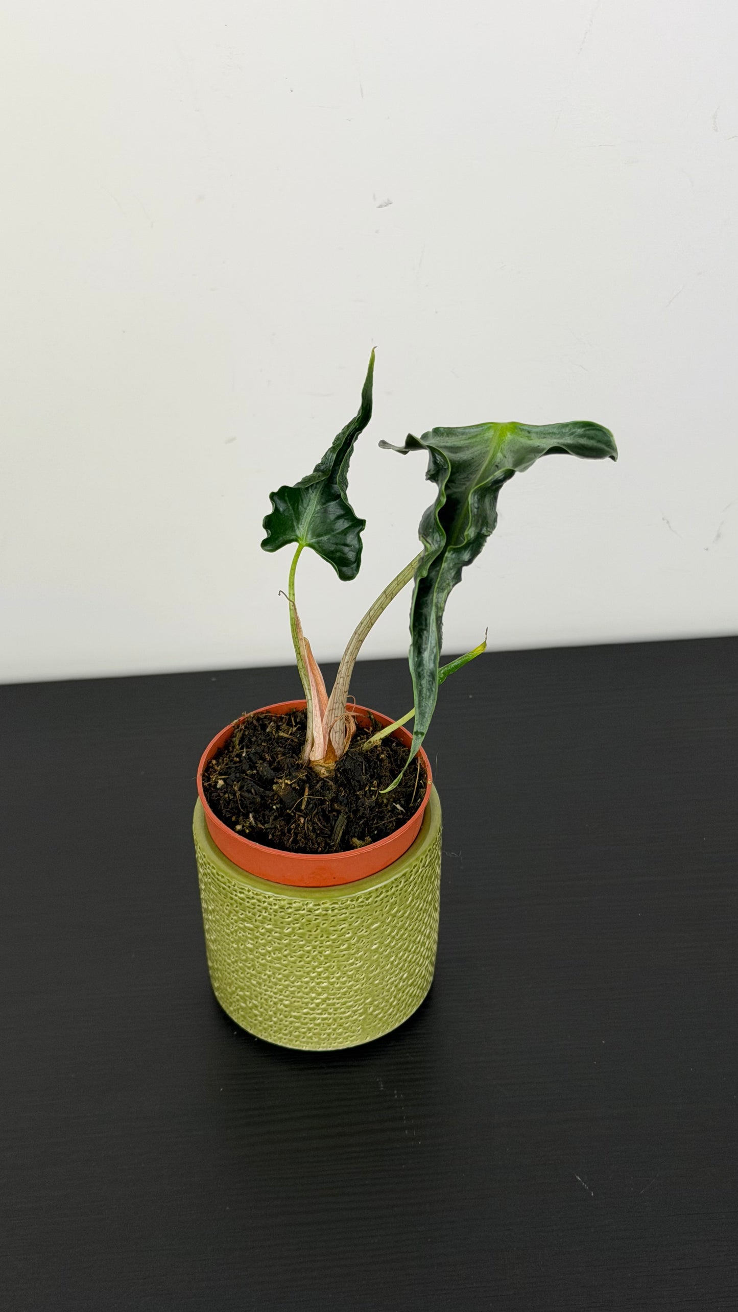 Alocasia Loco
