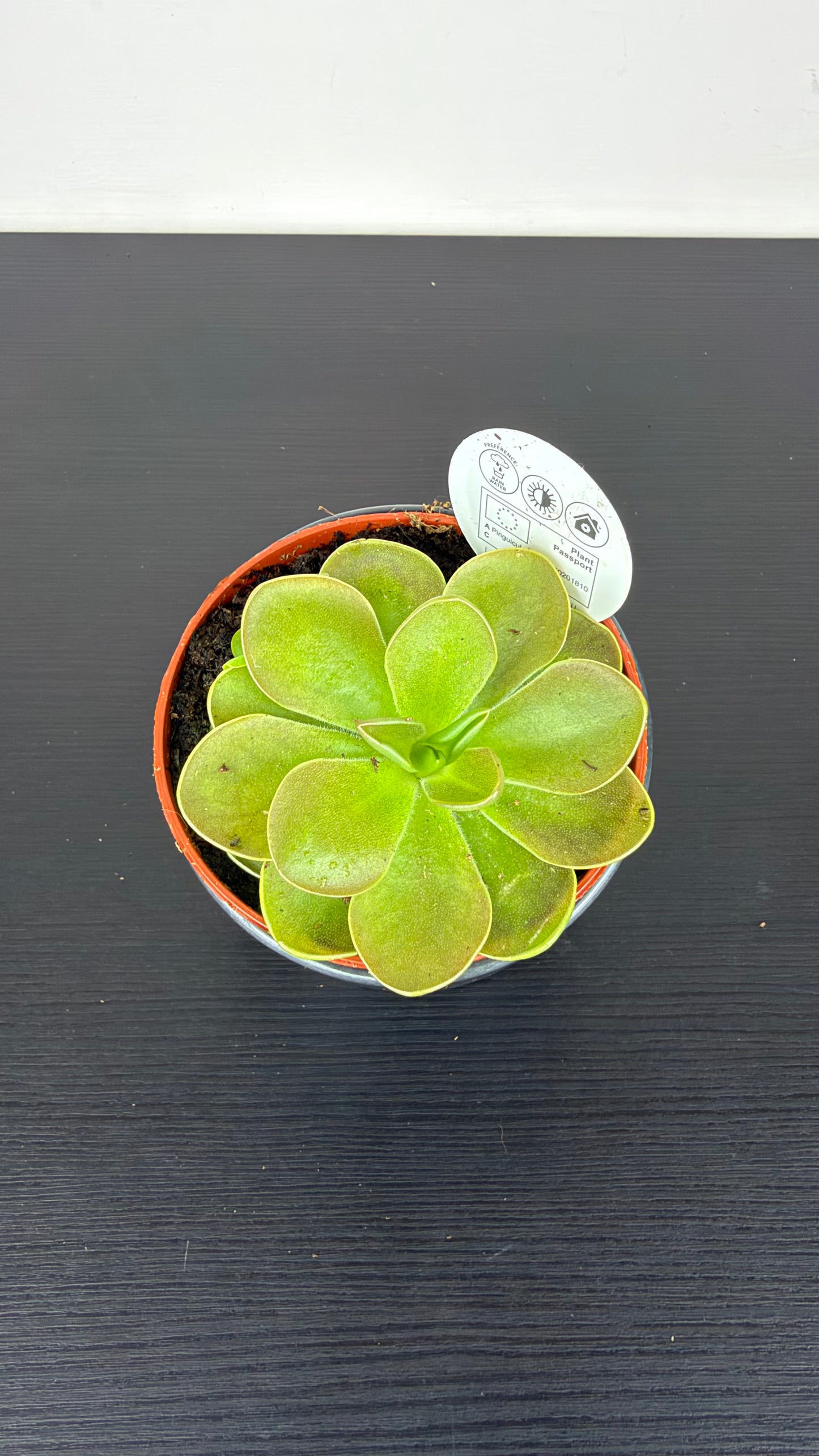 Pinguicula 2
