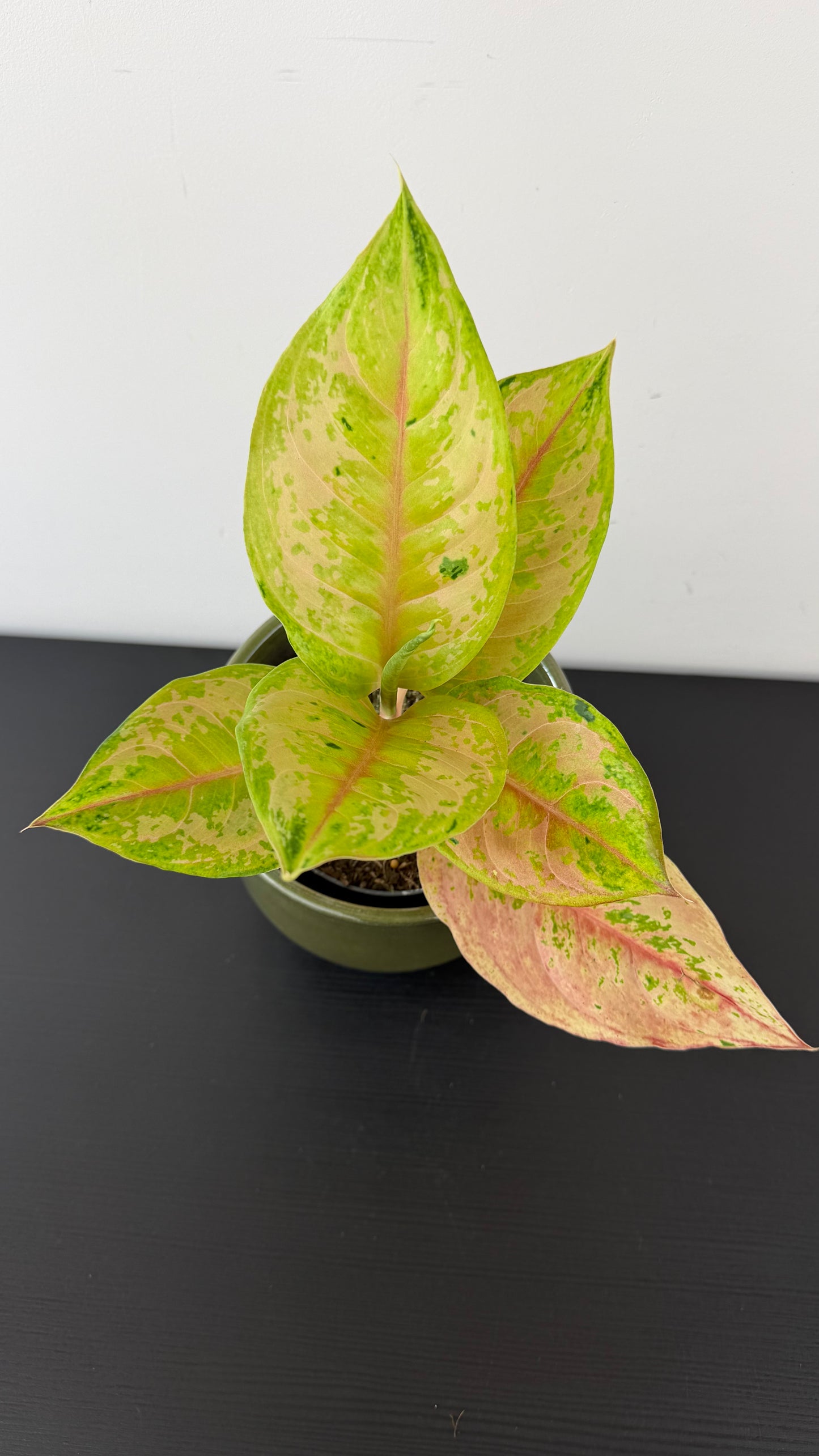 Aglaonema 12