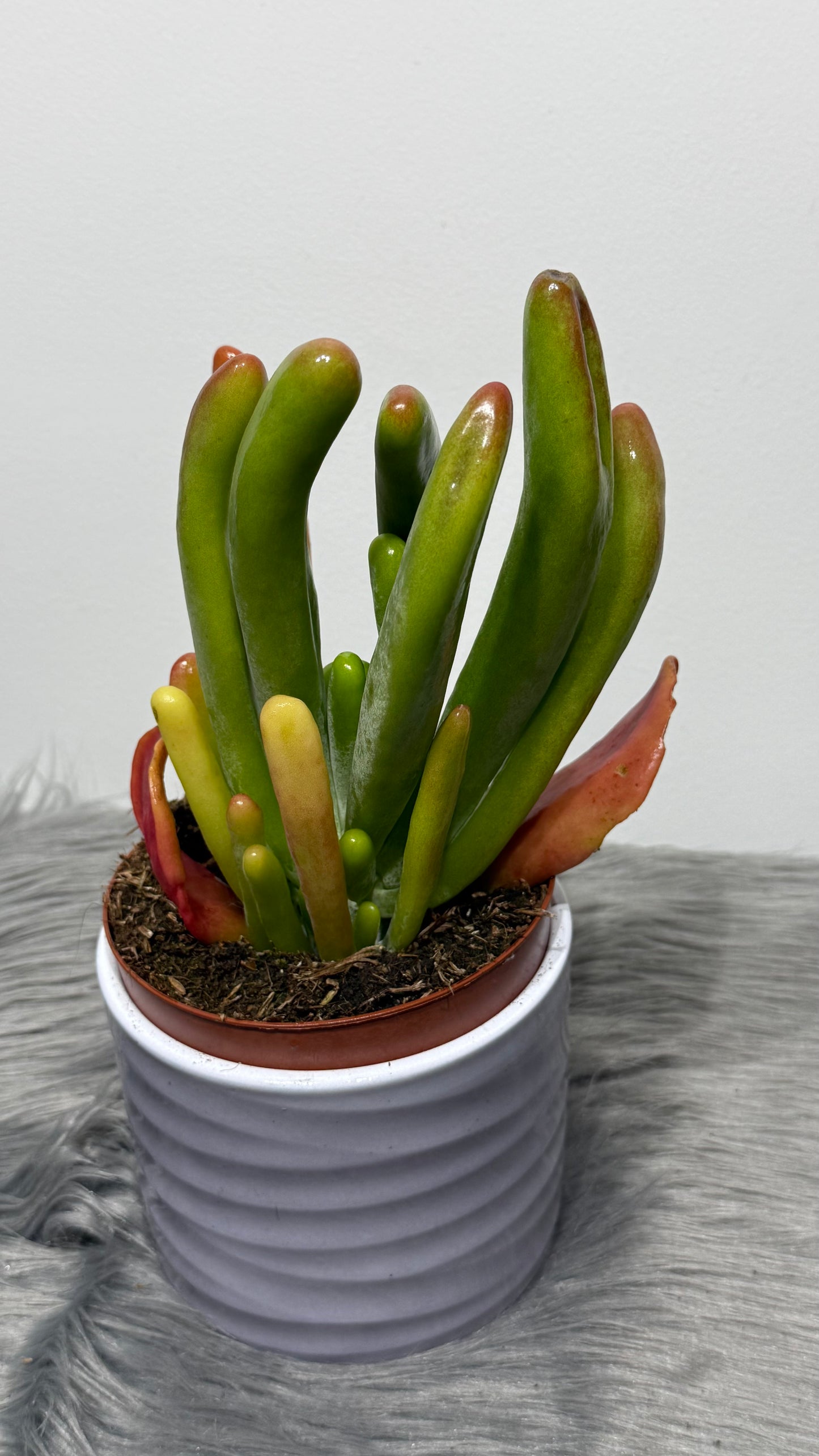 Kalanchoe Thyrsiflora