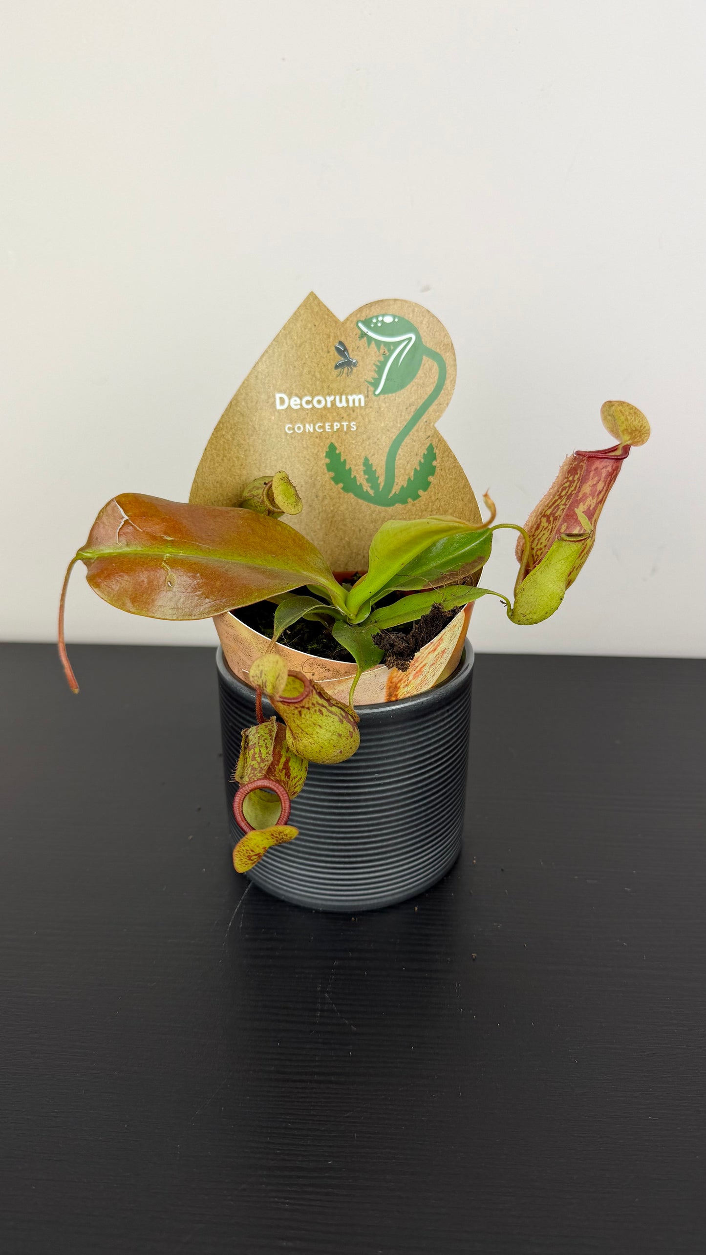 Nepenthes 'Gaya'