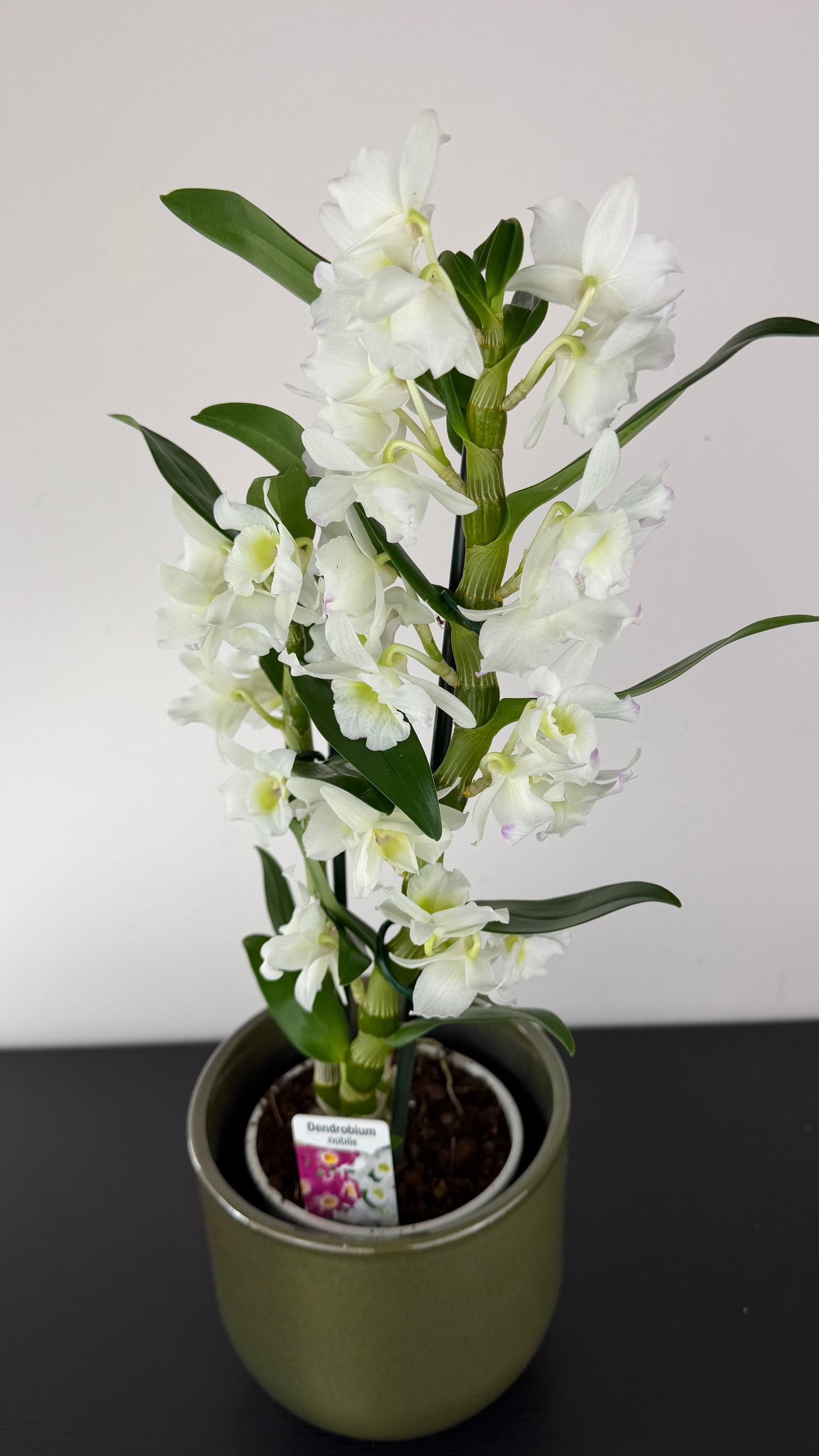 Dendrobium Nobile white