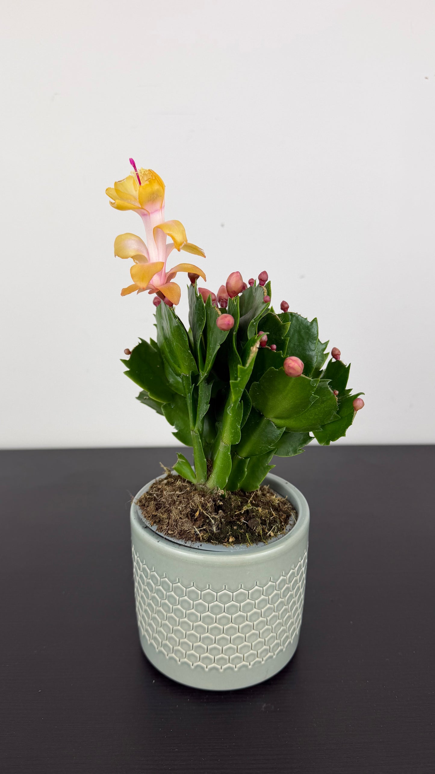 Schlumbergera Yellow / Orange