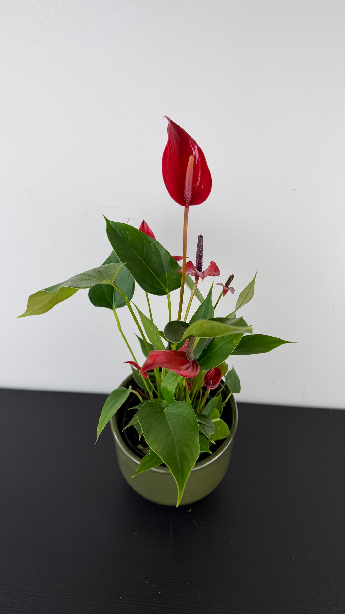 Anthurium Red 2