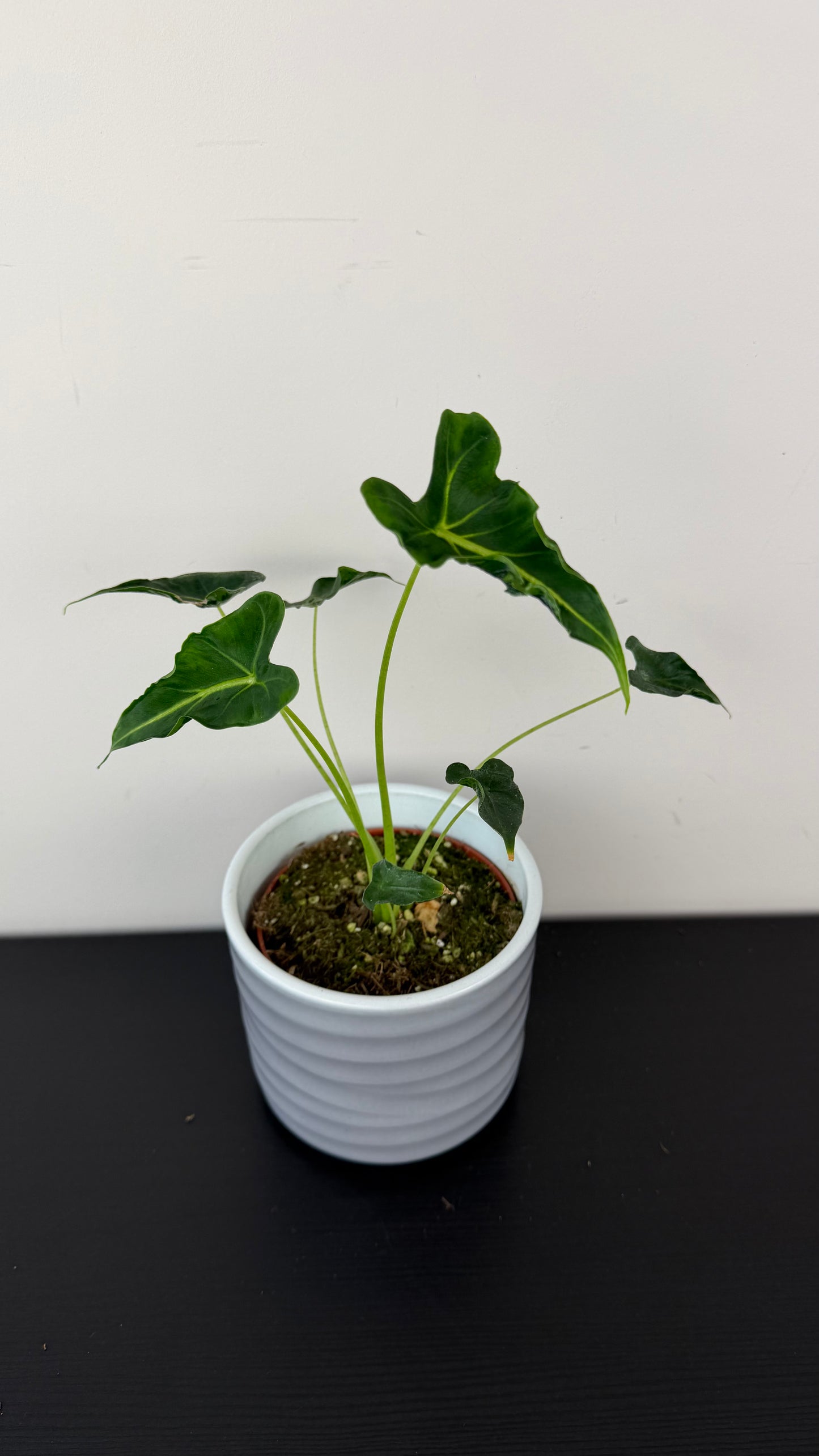 Alocasia Frydek Tattoo