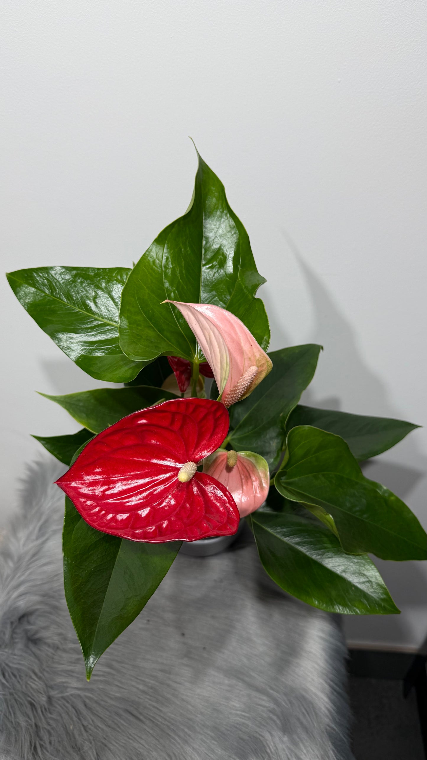 Anthurium Red and Pink