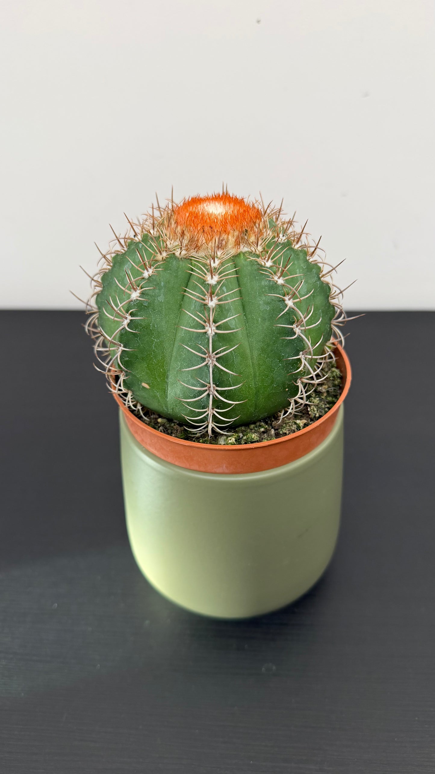 Melocactus Matanzanus