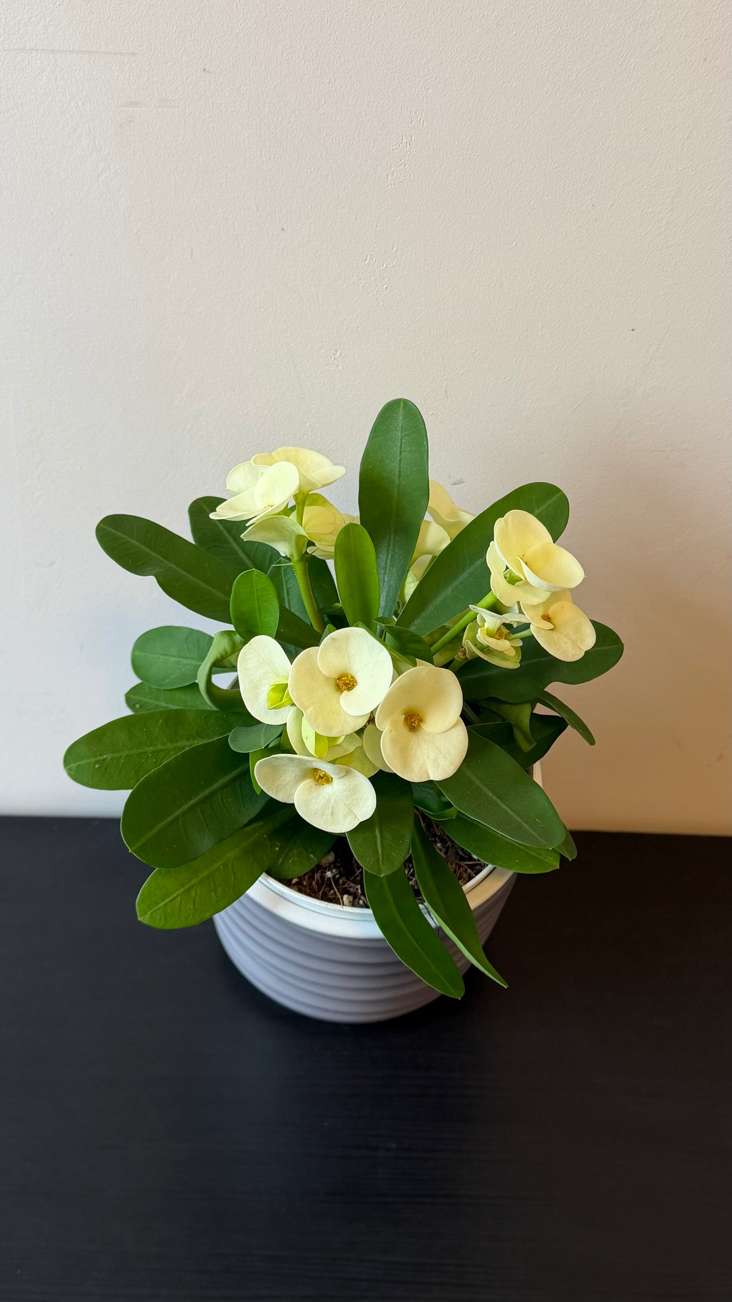 Euphorbia Milii White
