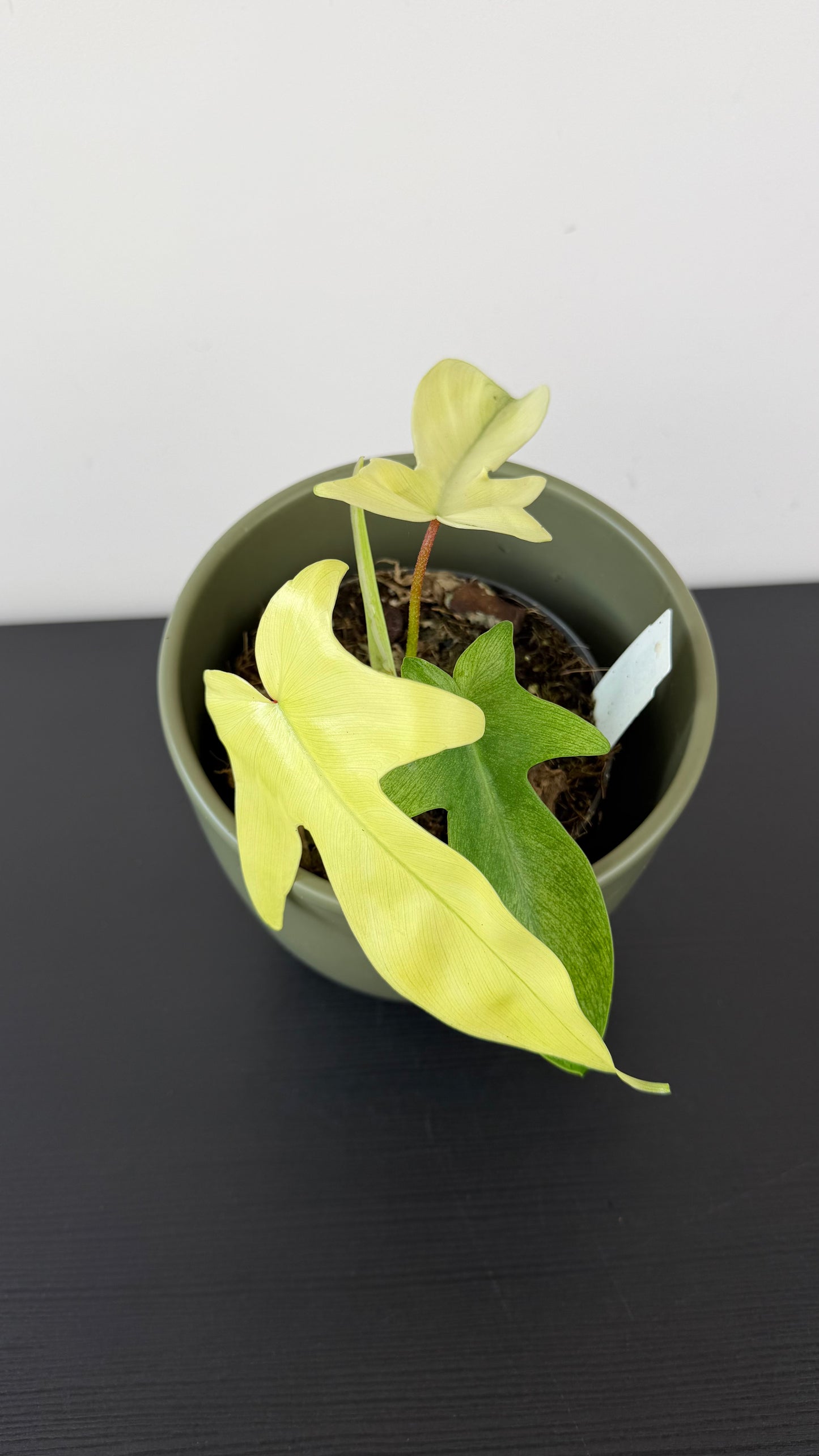 Philodendron FLORIDA GHOST