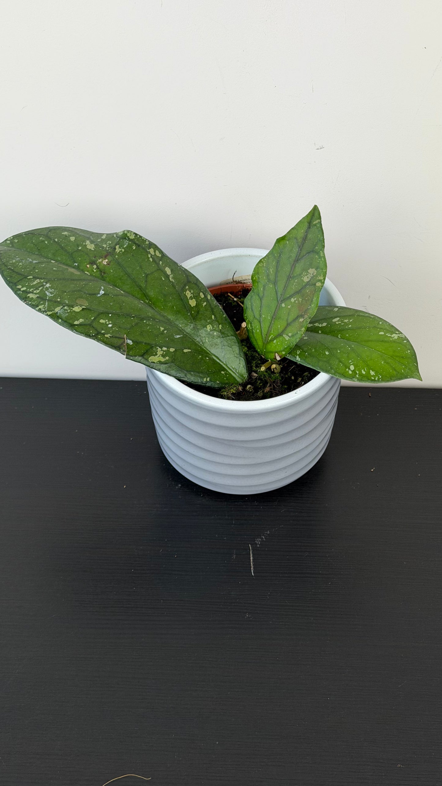 Hoya sp Aceh clone 8