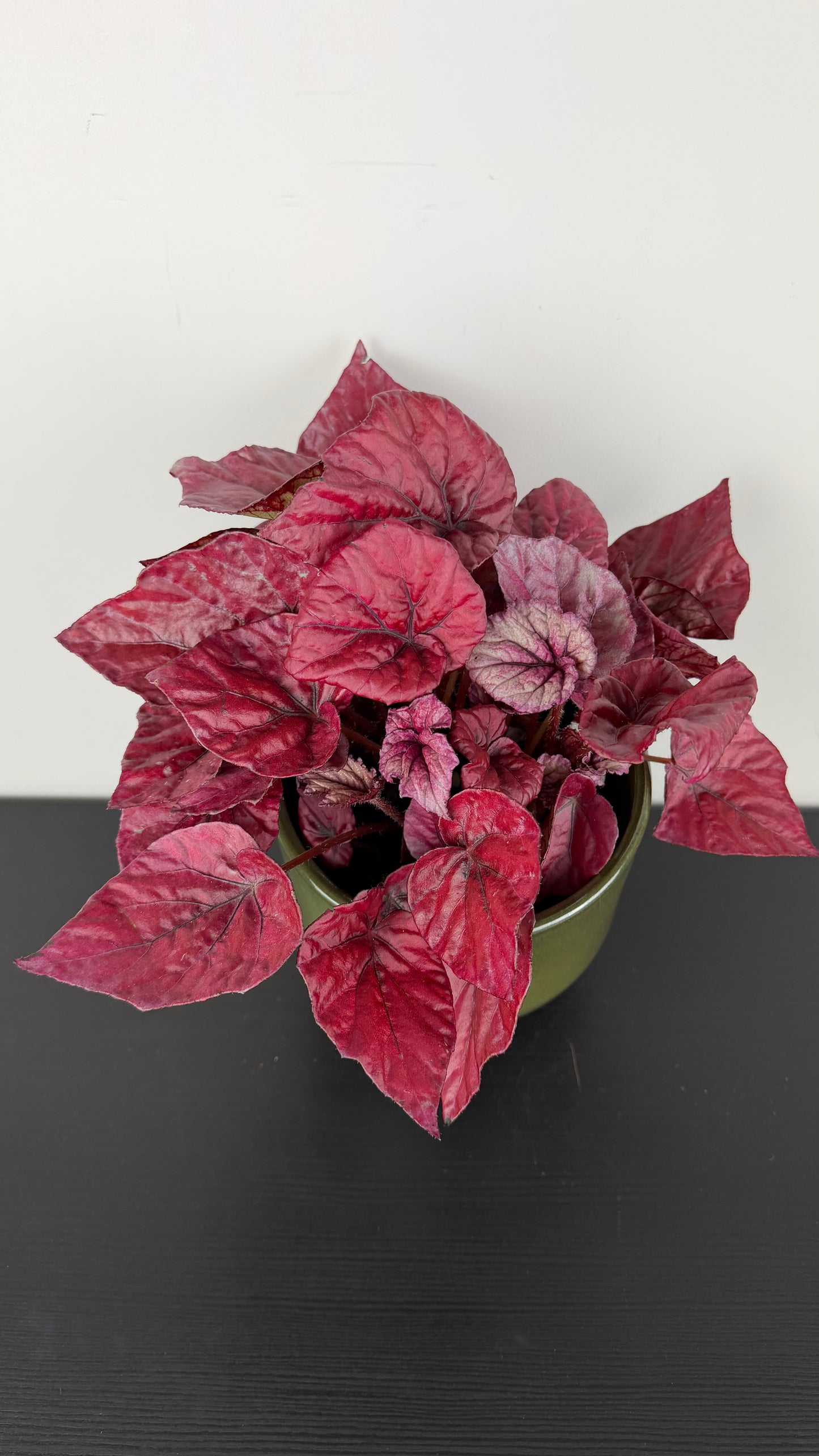 Begonia Beleaf 2