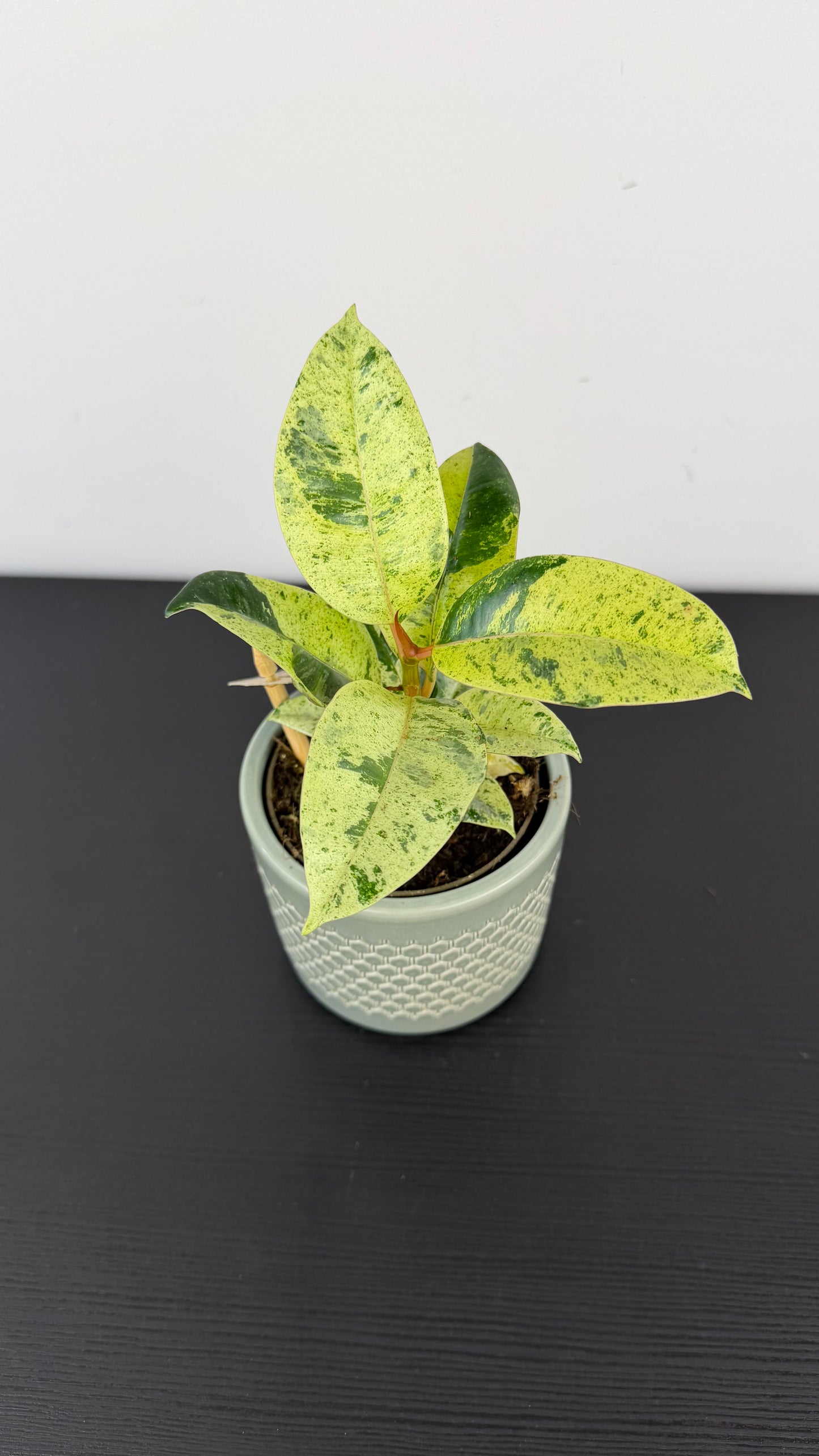 Ficus Schrijveriana