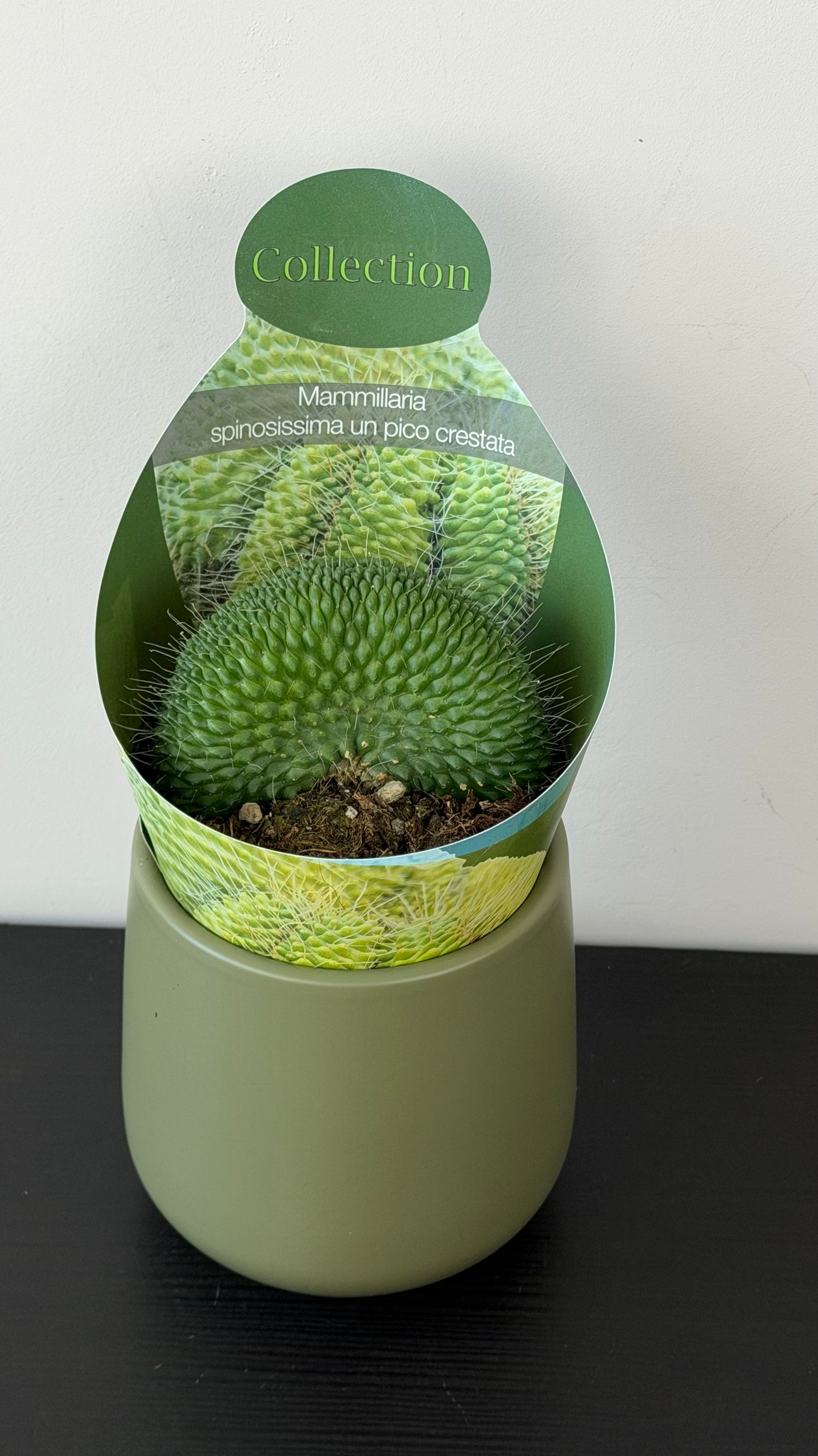 Mammilaria Spinosissima