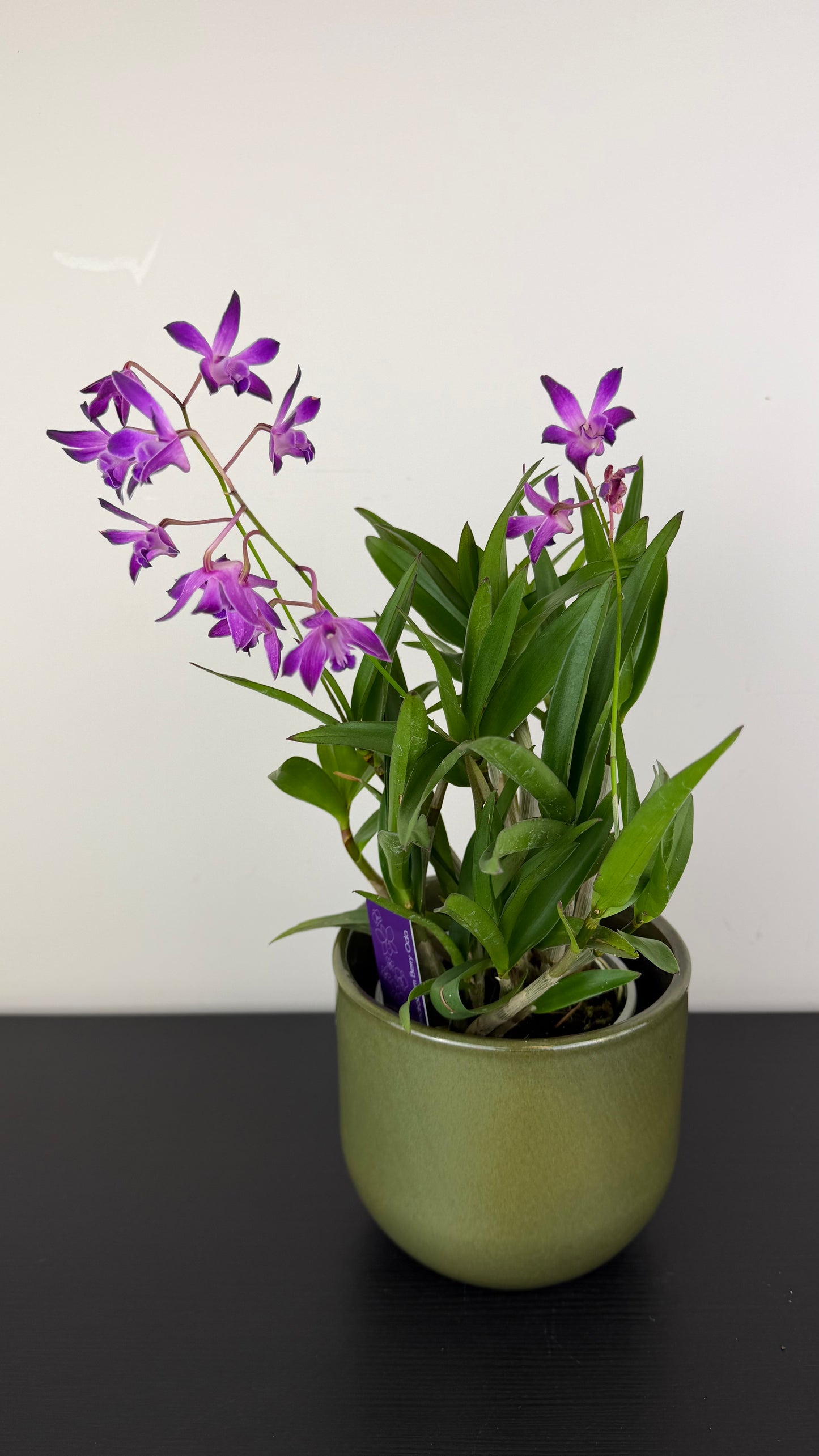 Dendrobium Berry Oda