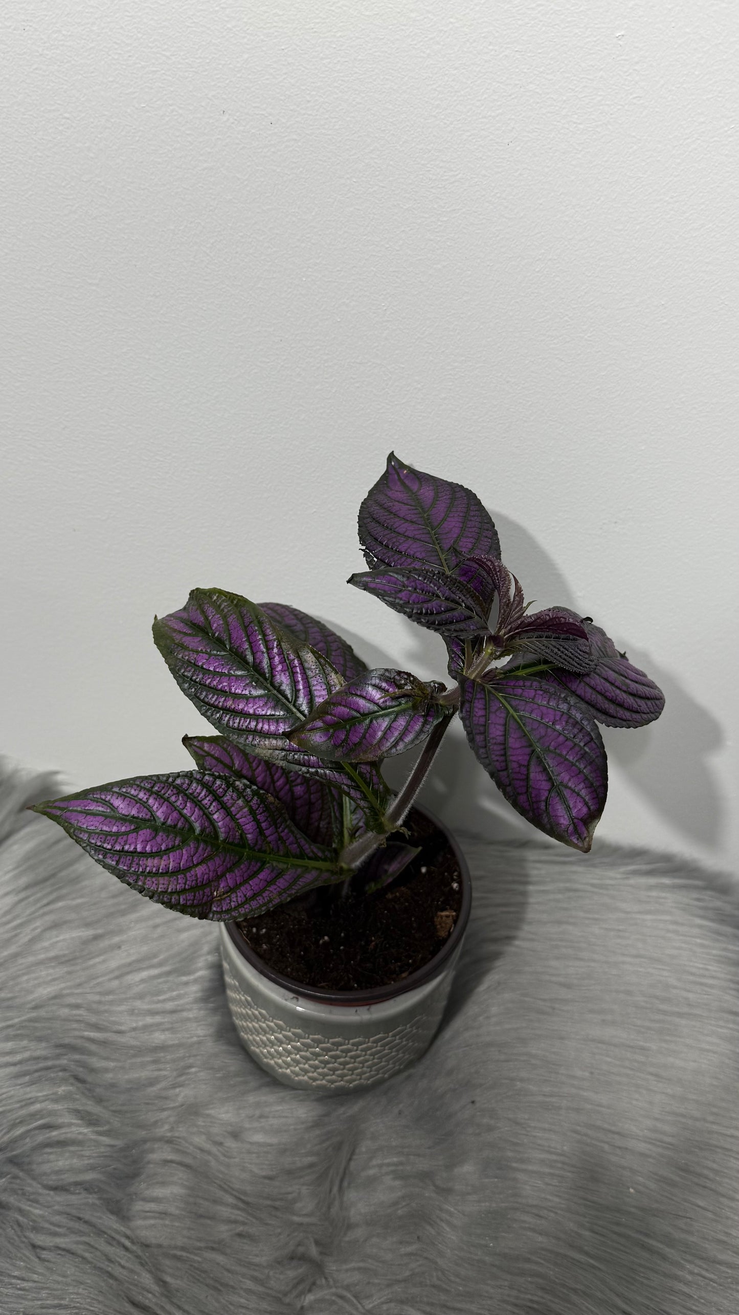 Strobilanthes