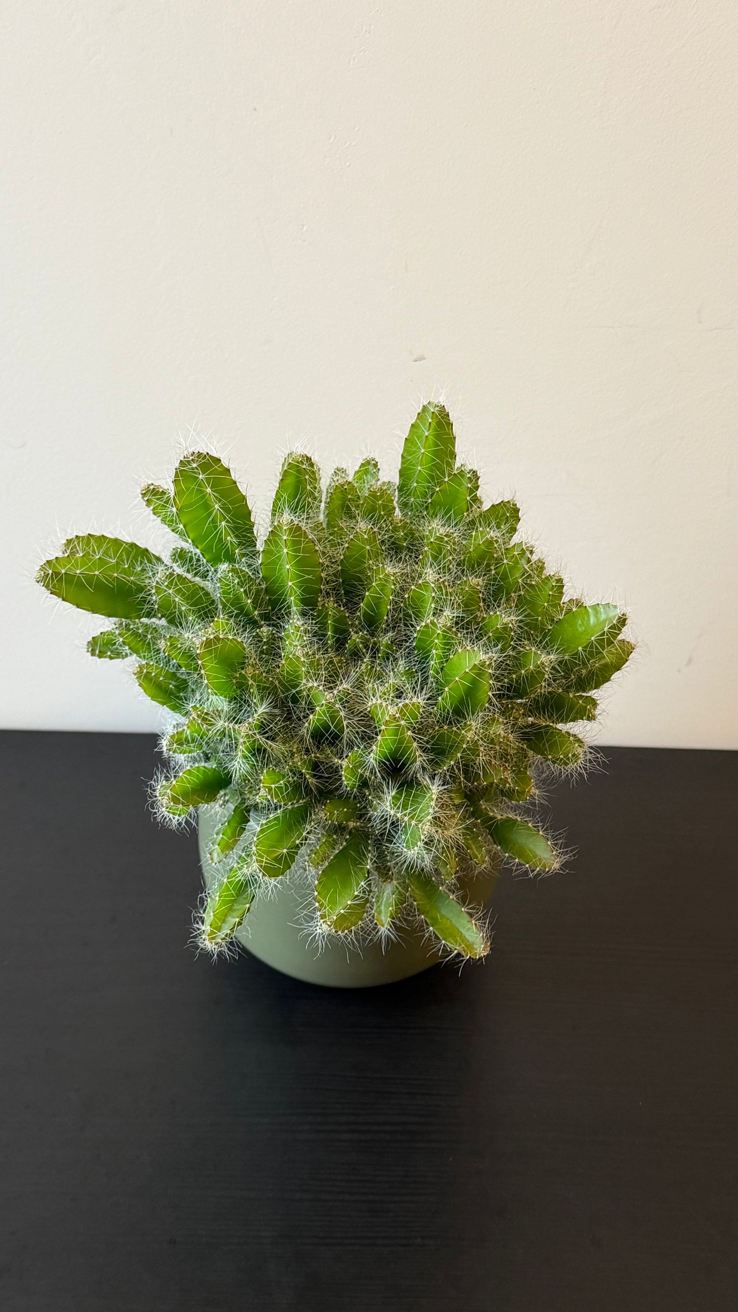 Hylocereus