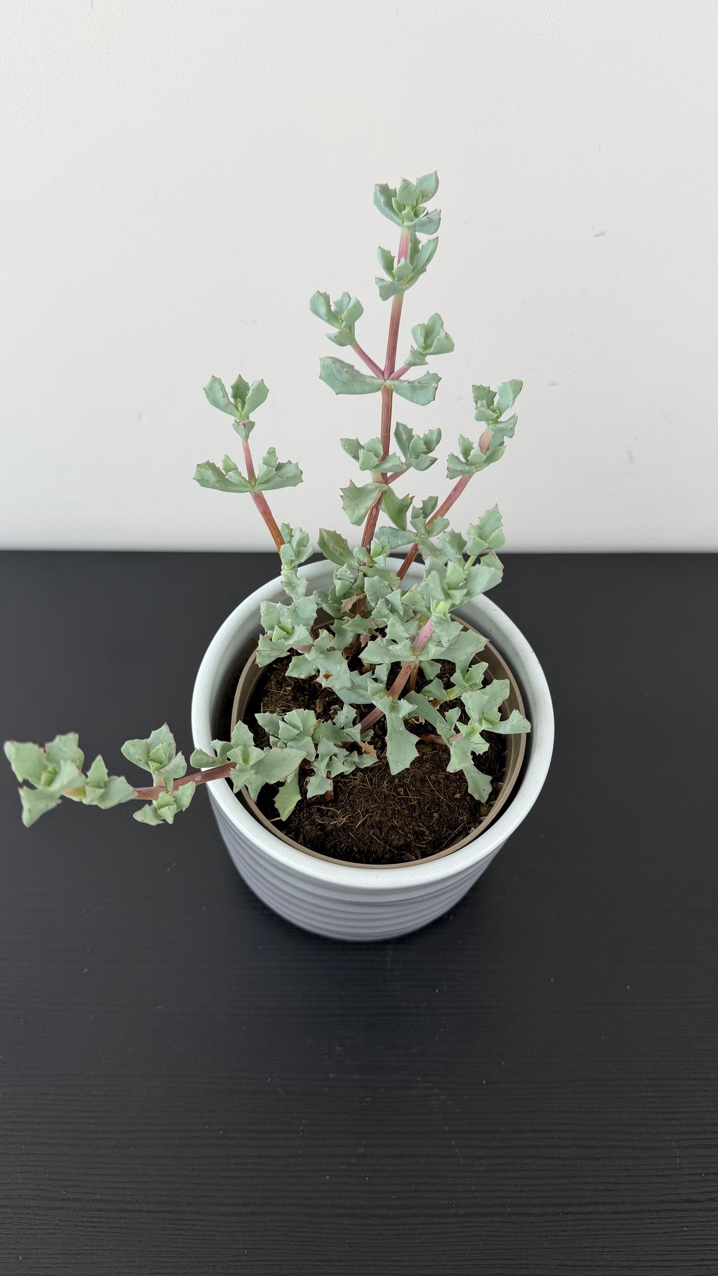Crassula 7