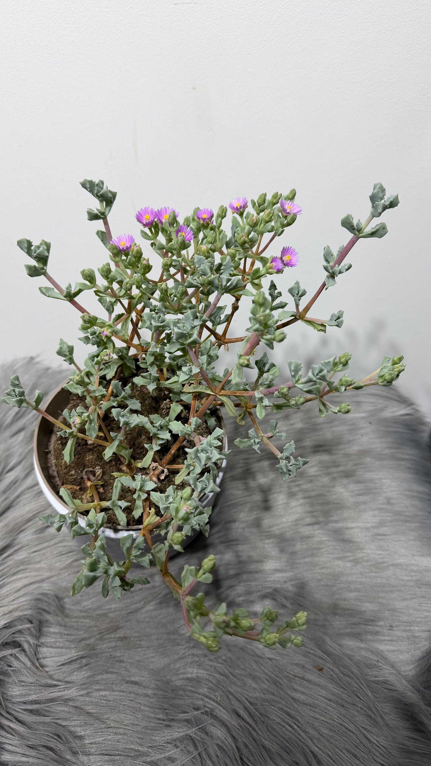 Crassula 7