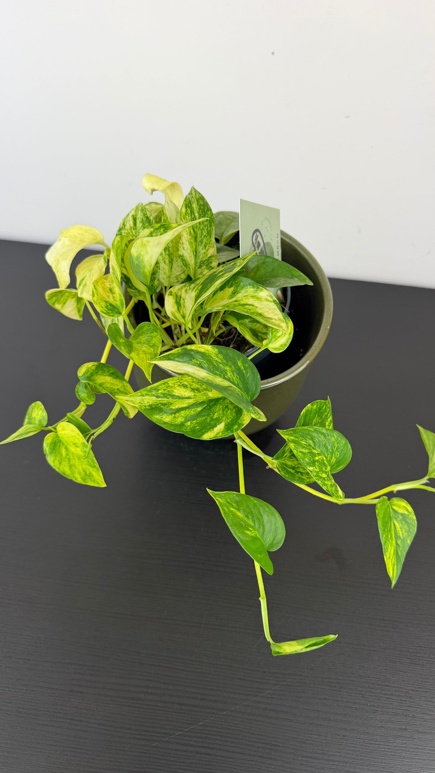 Epipremnum Churchill Gold