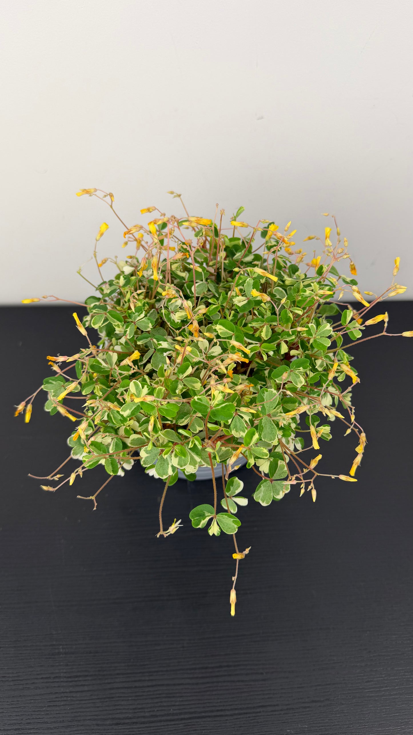 Oxalis Volcanicola Nordlys