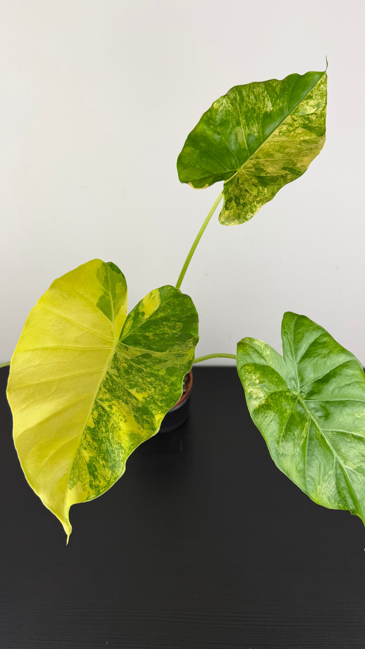 Alocasia odora Variegata
