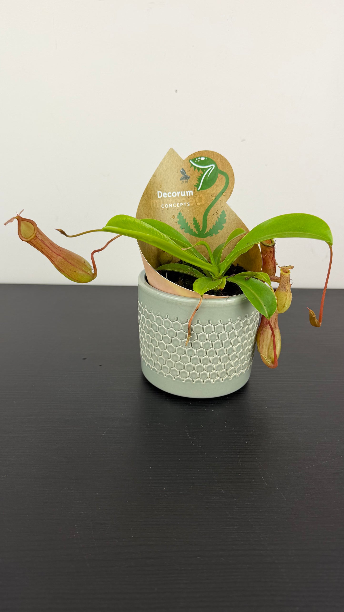 Nepenthes alata