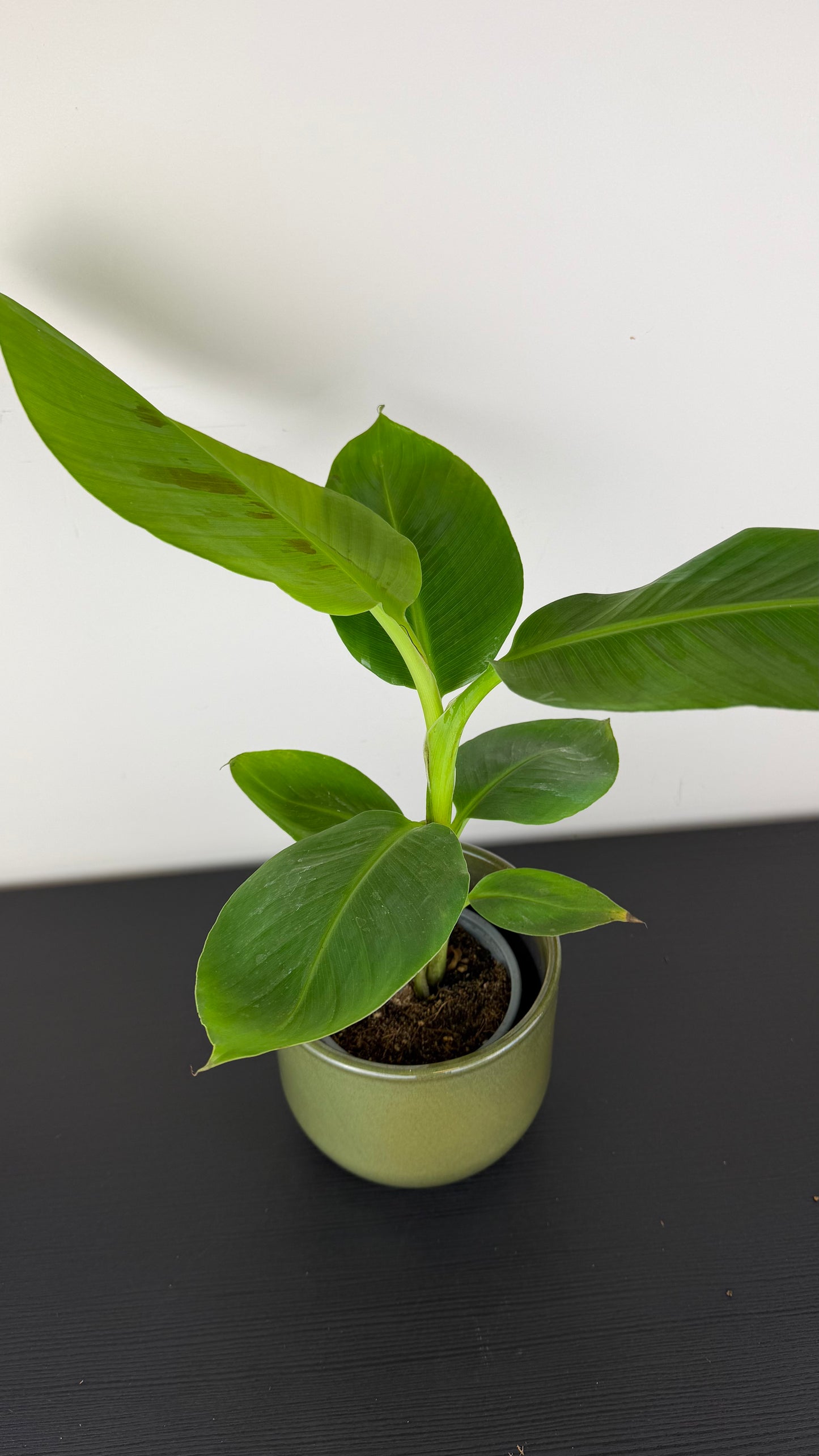 Musa dwarf Cavensish