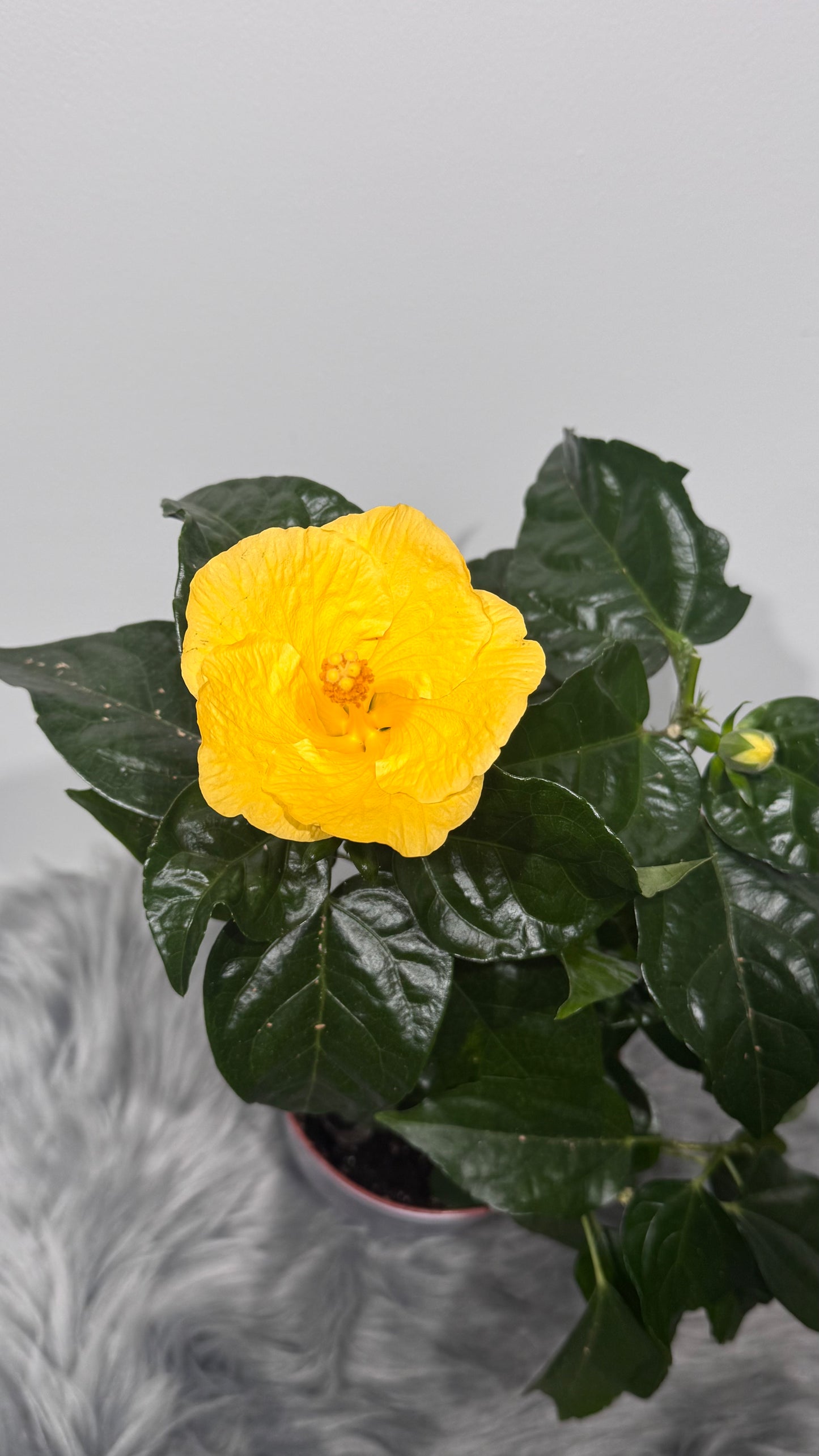 Hibiscus yellow