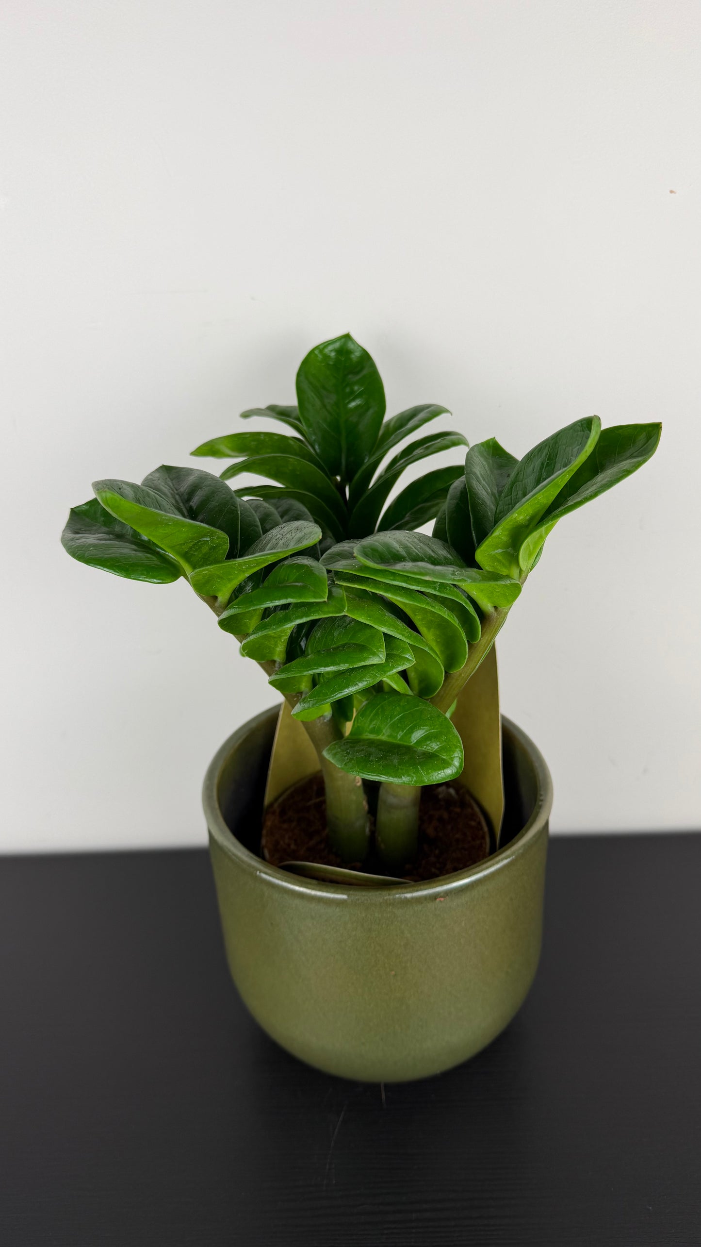 Zamioculcas Zenzi