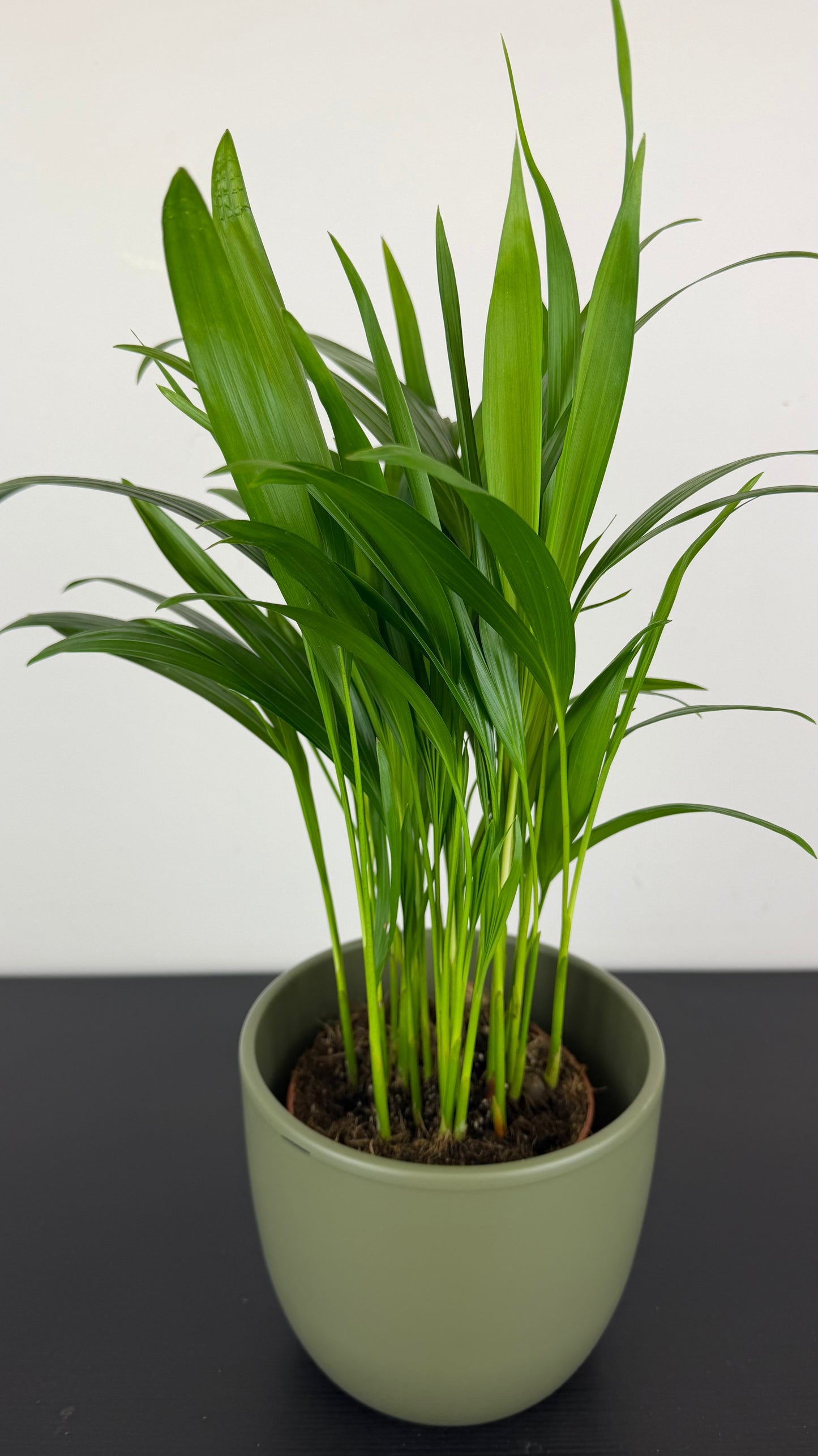 Dypsis Lutescens
