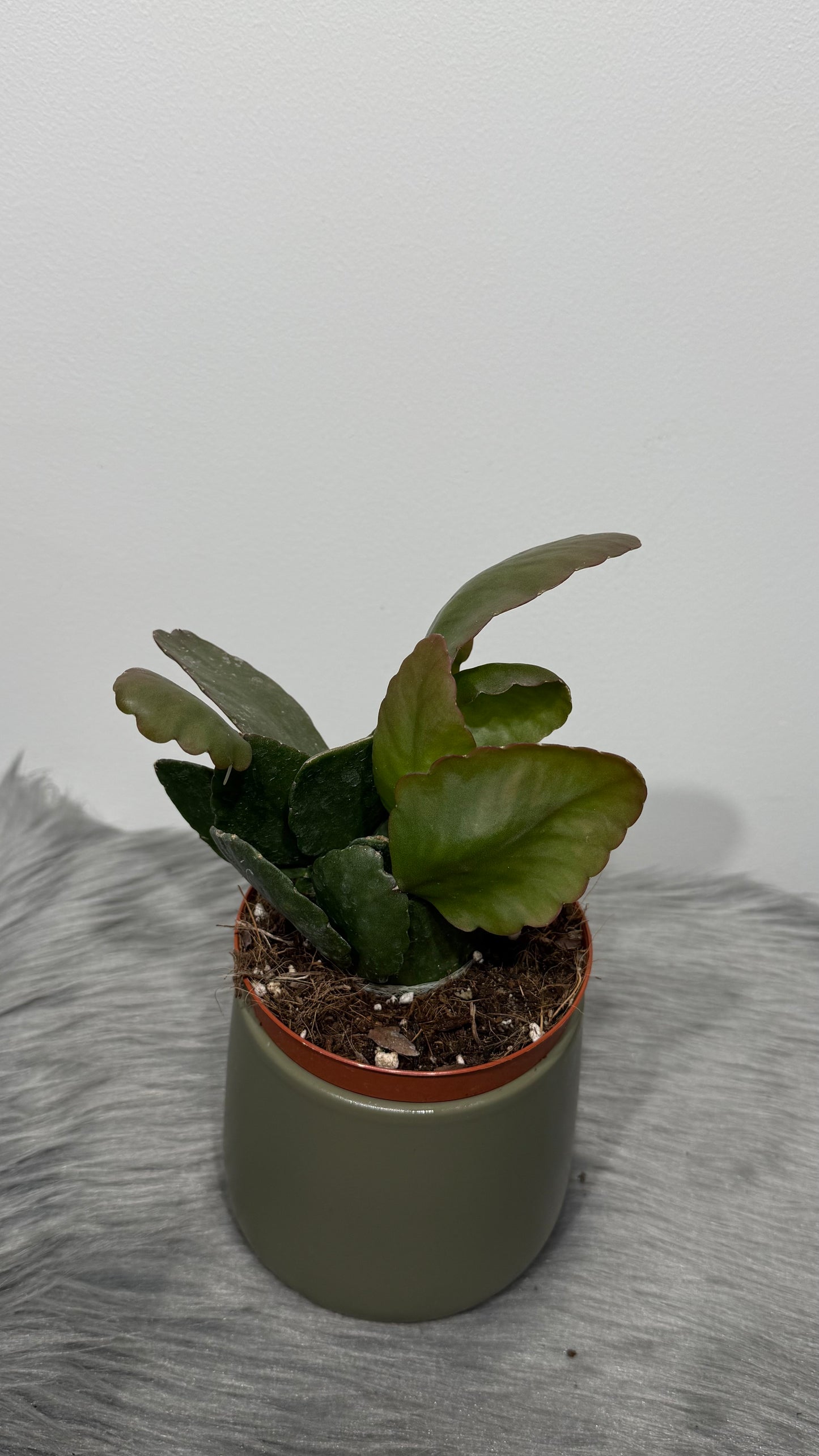 Rhipsalis Rubra