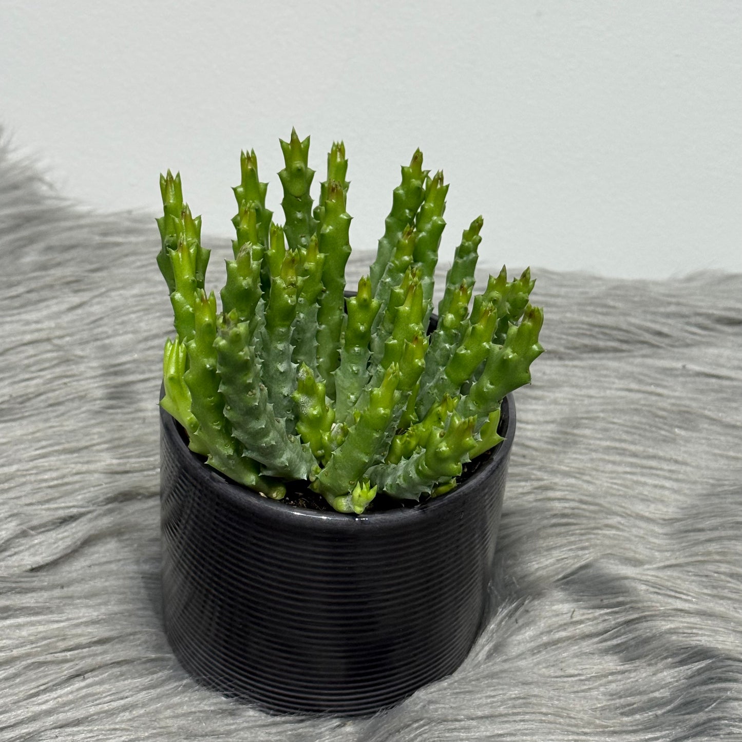 Stapelia Variegata