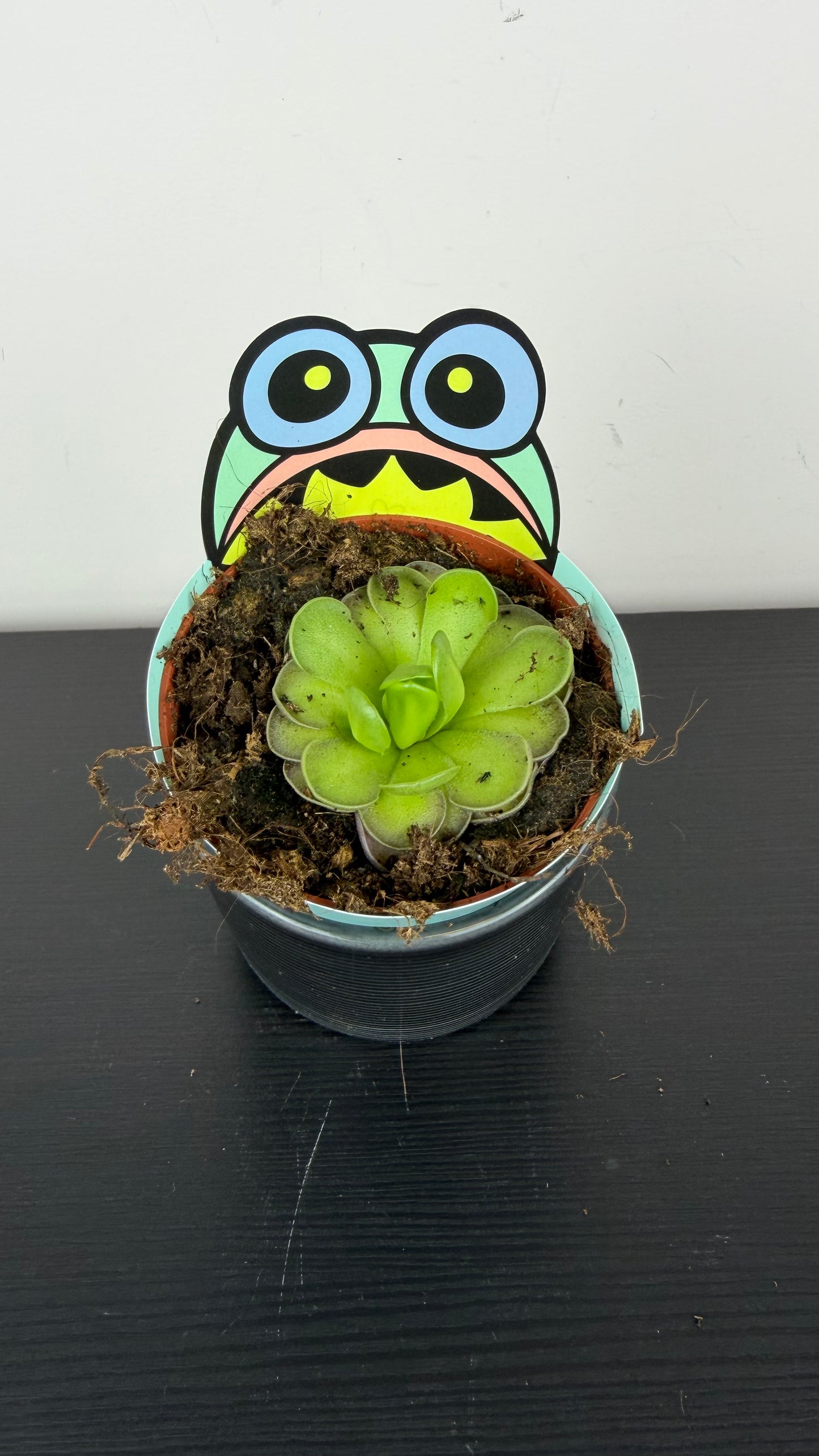 Pinguicula