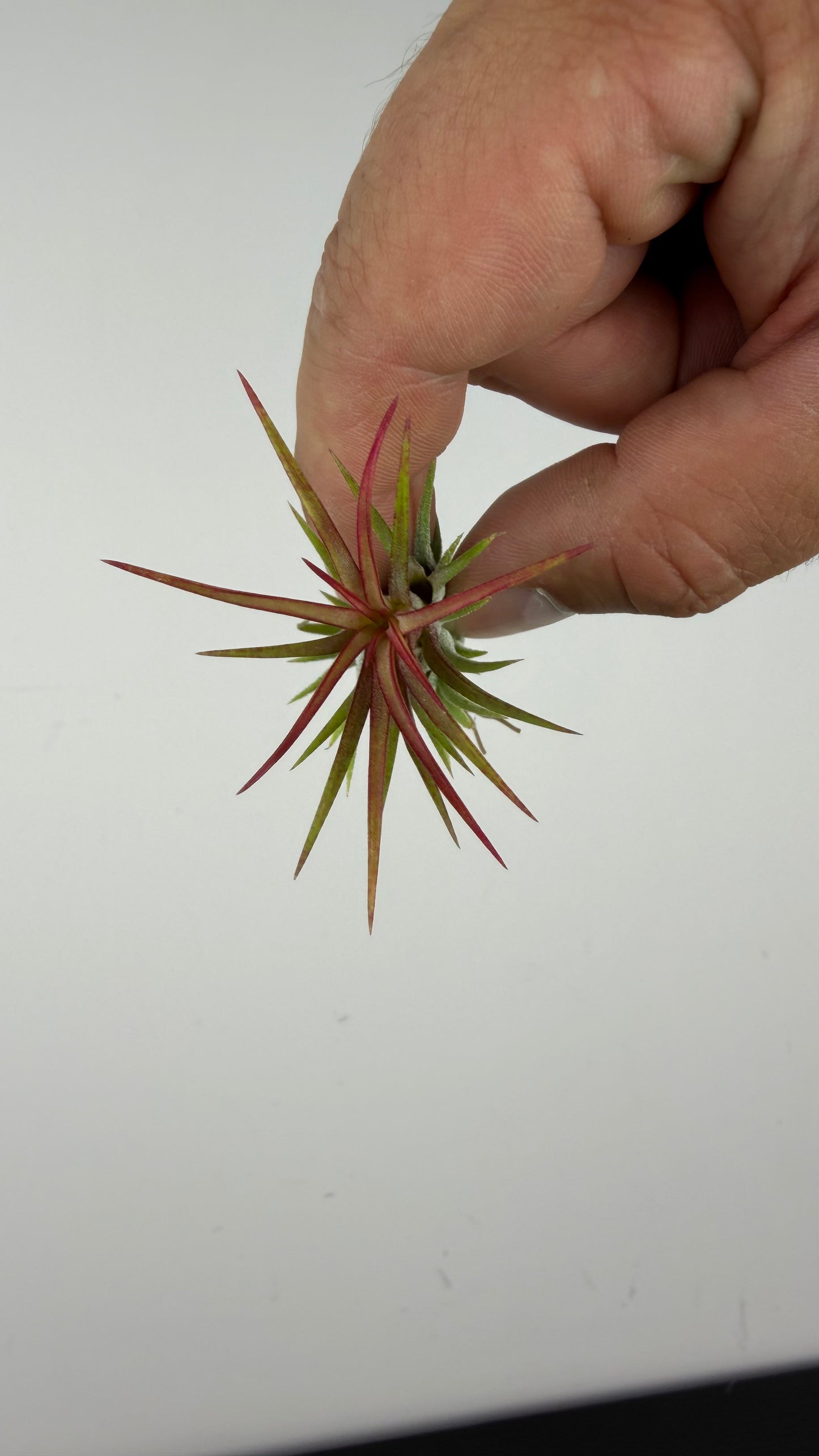 Tillandsia Air plant 10