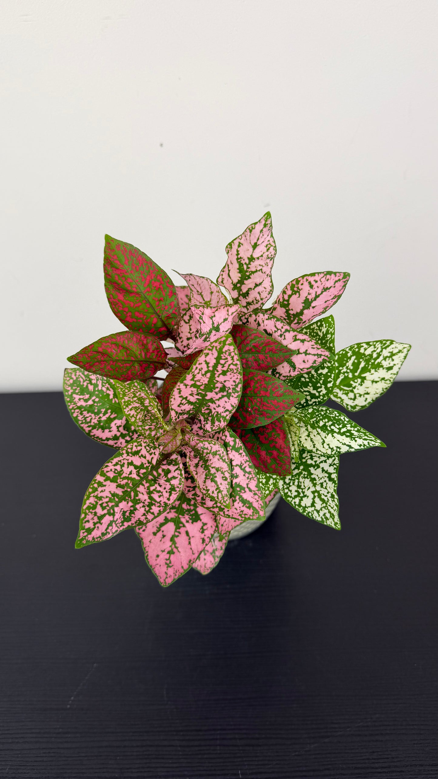 Hypoestes phyllostachya
