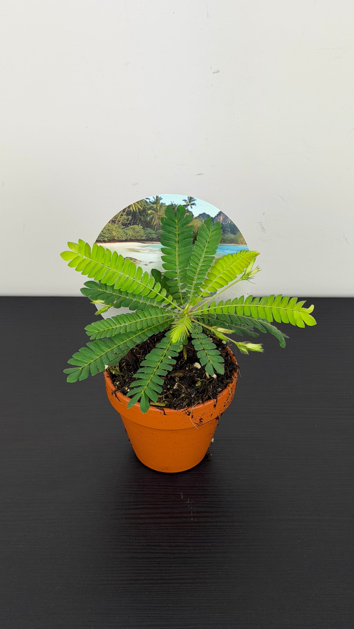 Biophytum Sensitivum